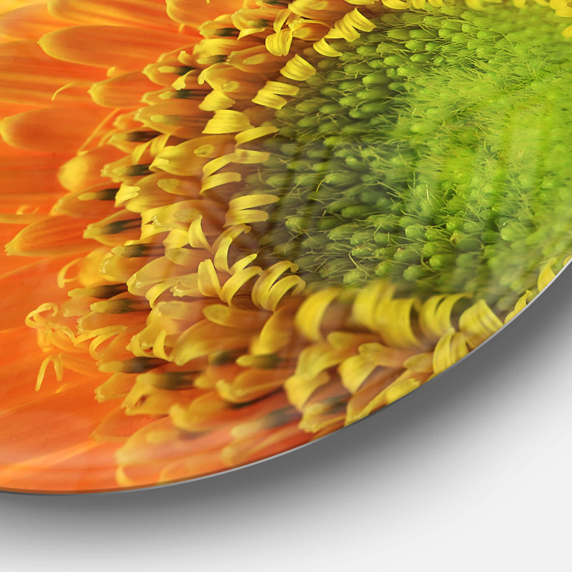 Designart - Yellow Daisy Gerbera Flower Close up' Disc Flowers Large Metal Circle Wall Artwork