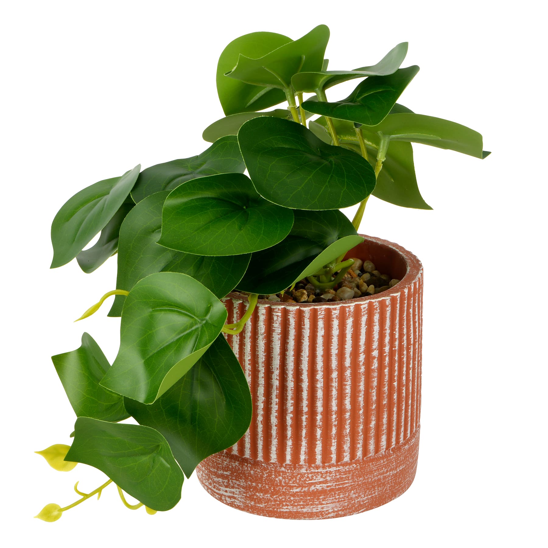 9" Potted Peperomia by Ashland®