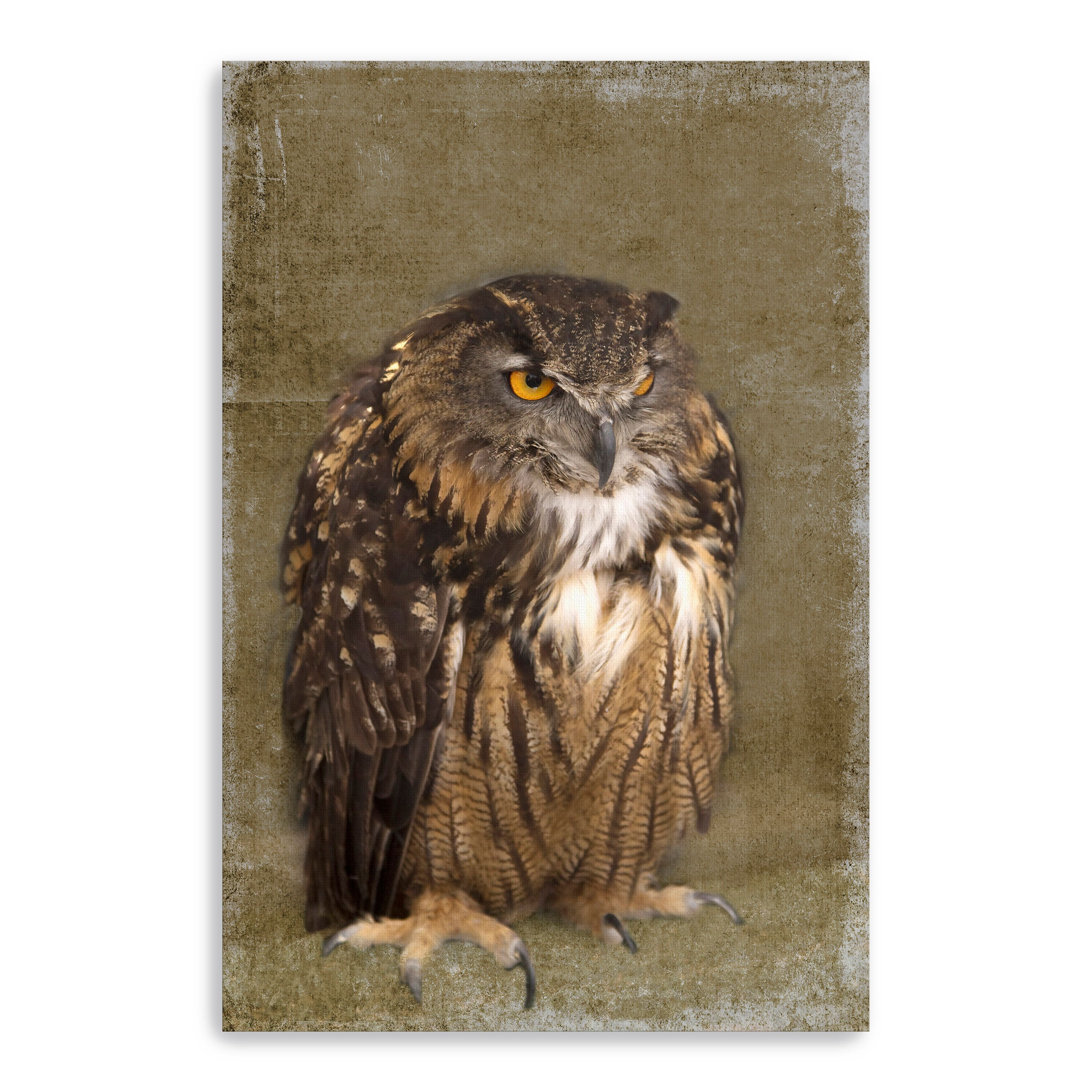 Grumpy Owl Canvas Giclee