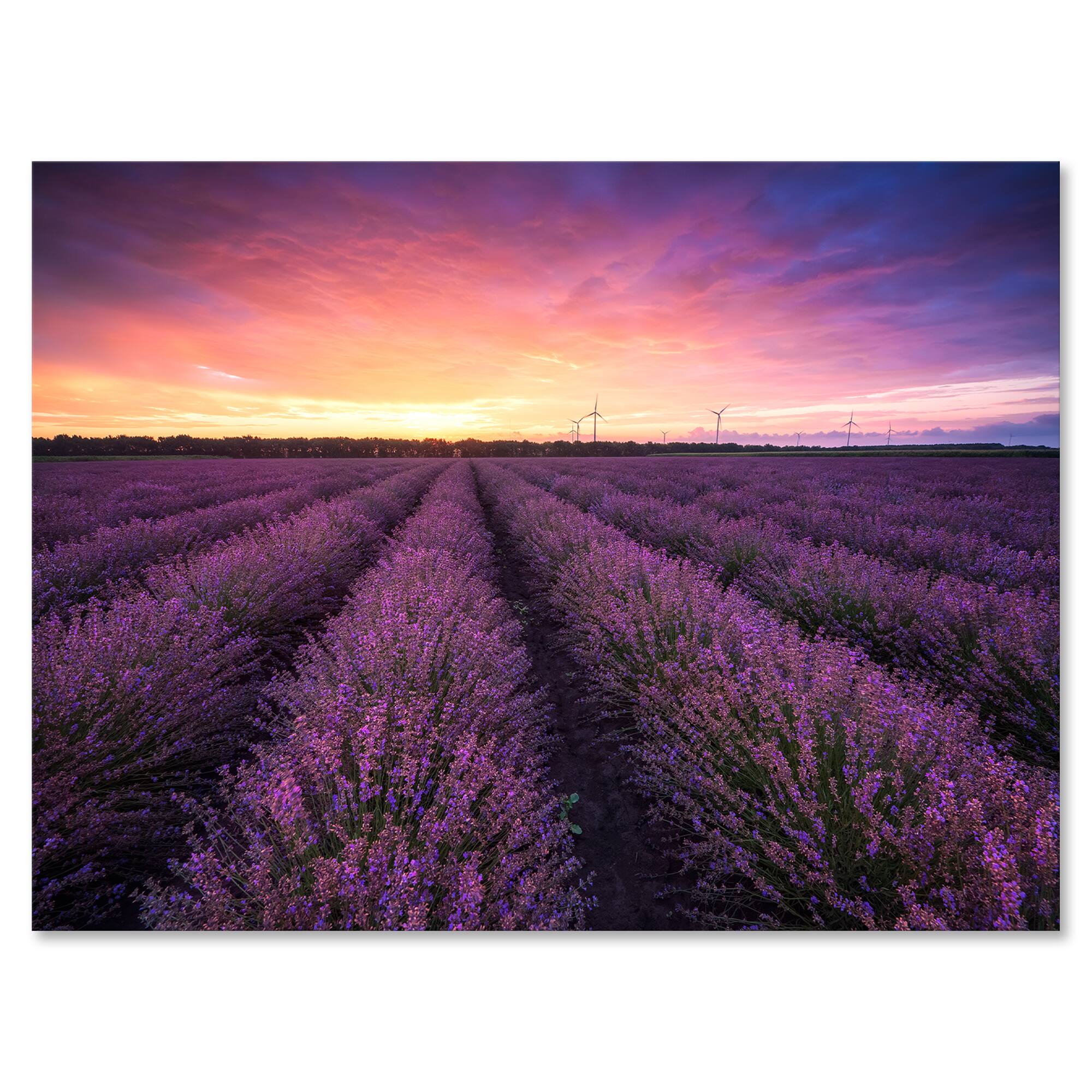 Designart - Sunrise & Dramatic Clouds Over Lavender Field XIII