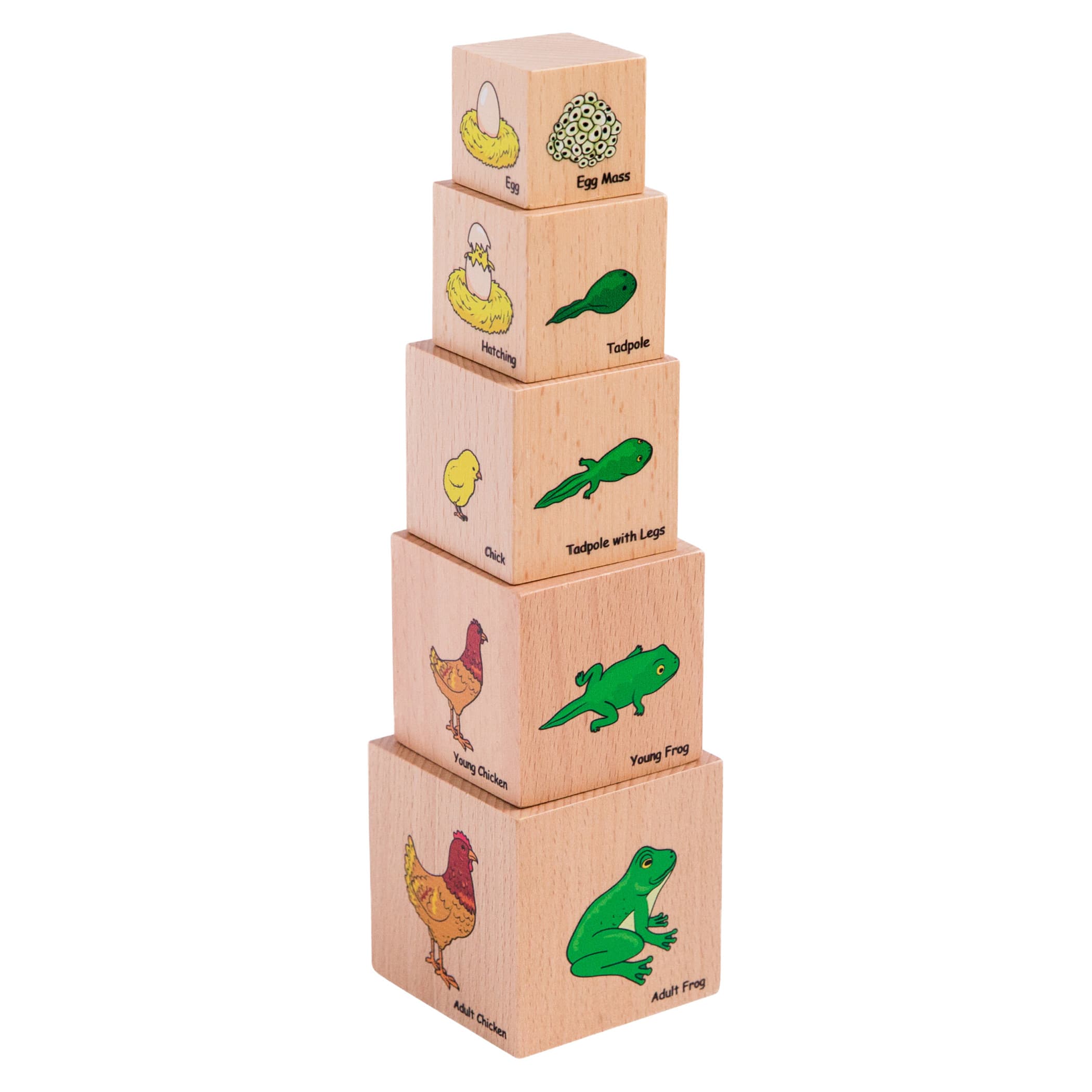 The Freckled Frog Lifecycle Wooden Blocks Set