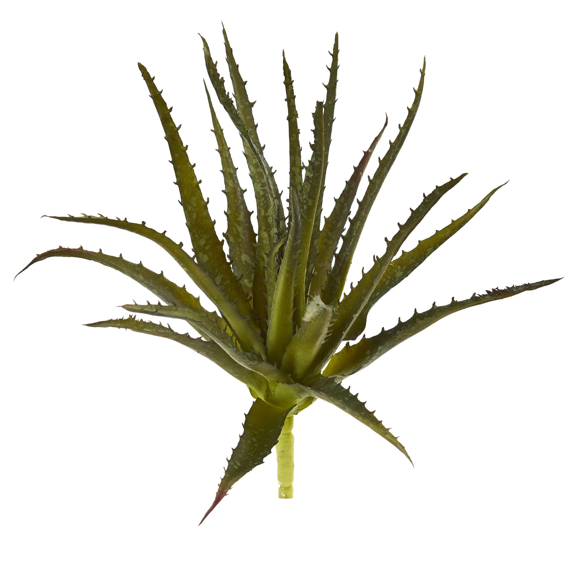Green Aloe Pick, 6ct.