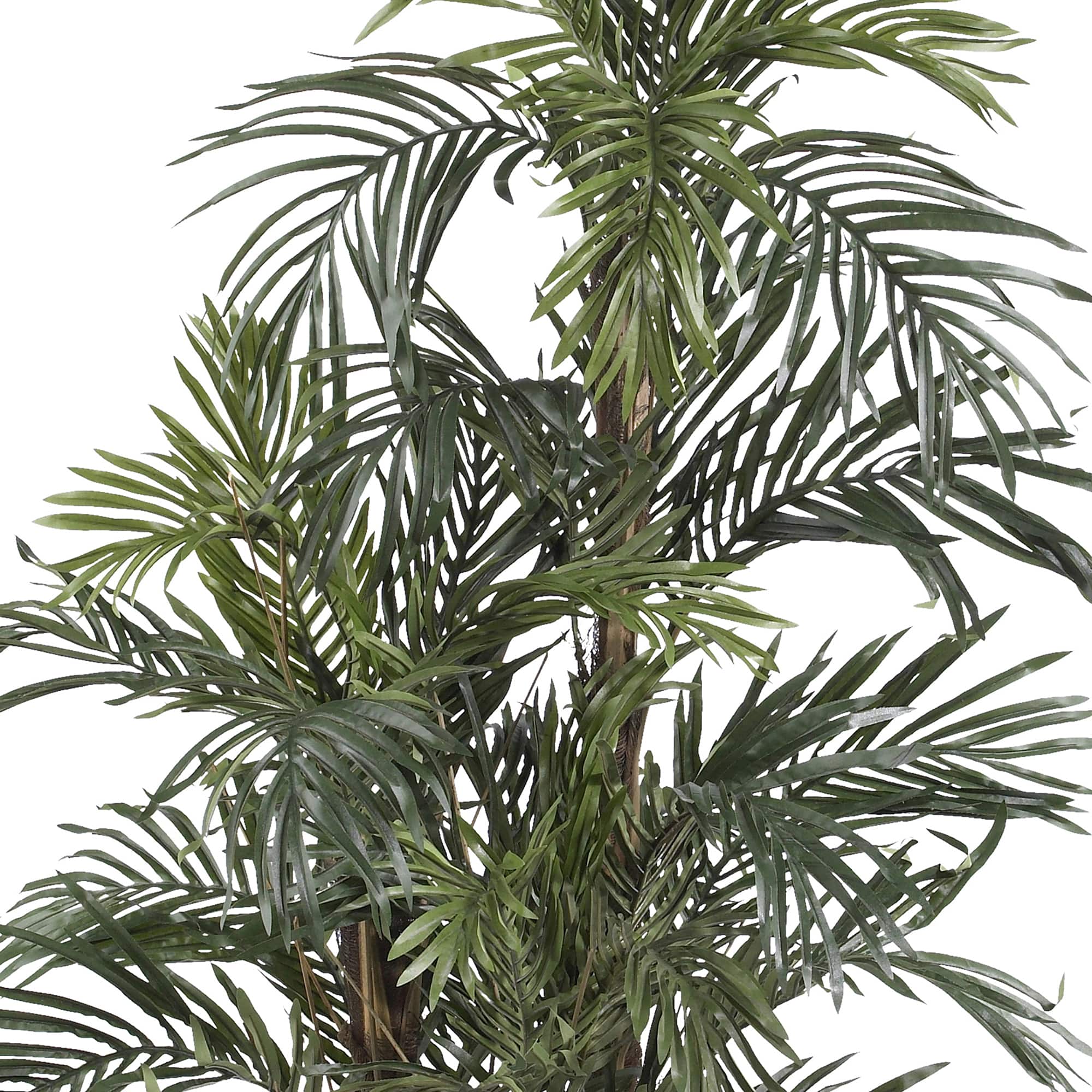 5ft. Potted Robellini Palm Tree