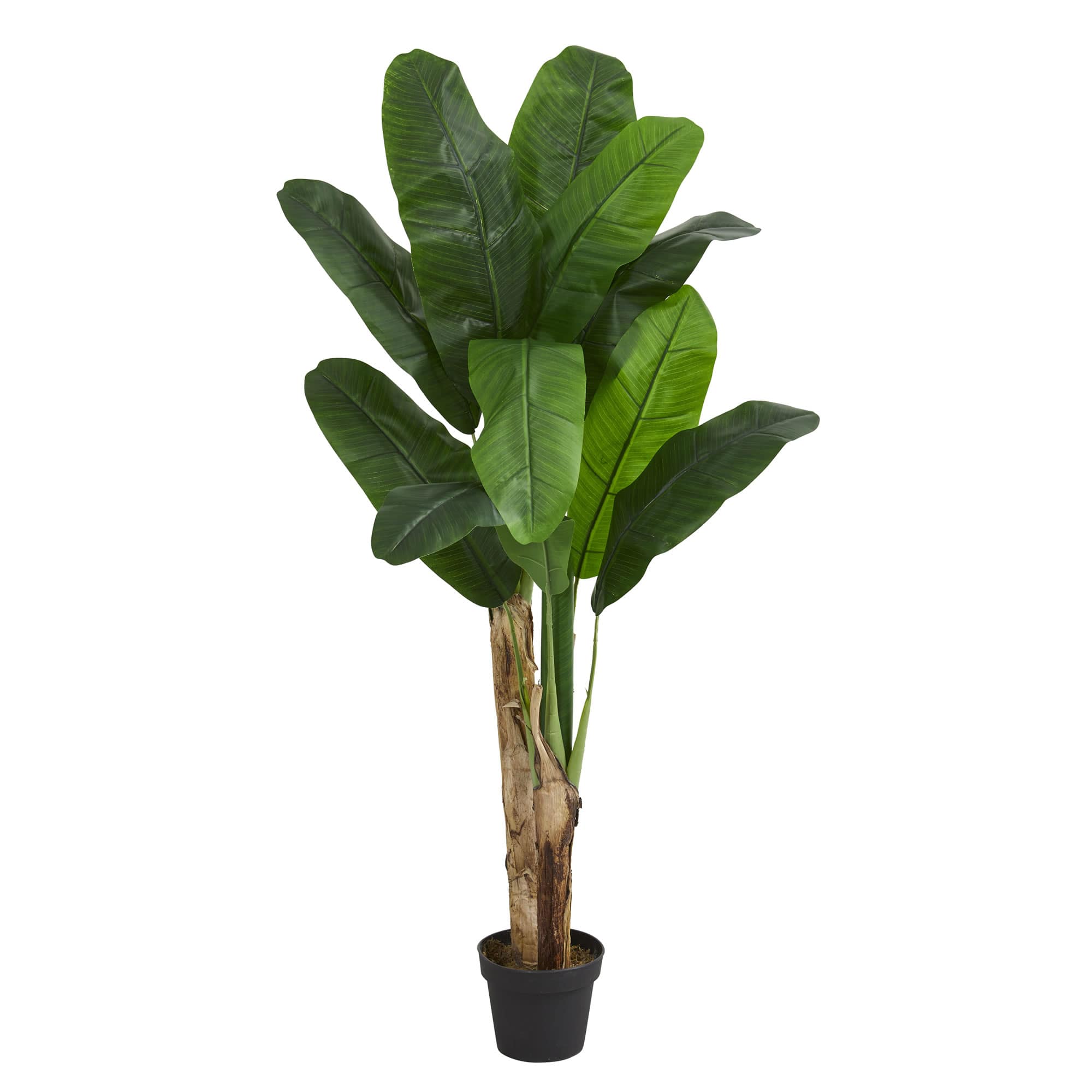 4ft. Double Stalk Banana Tree