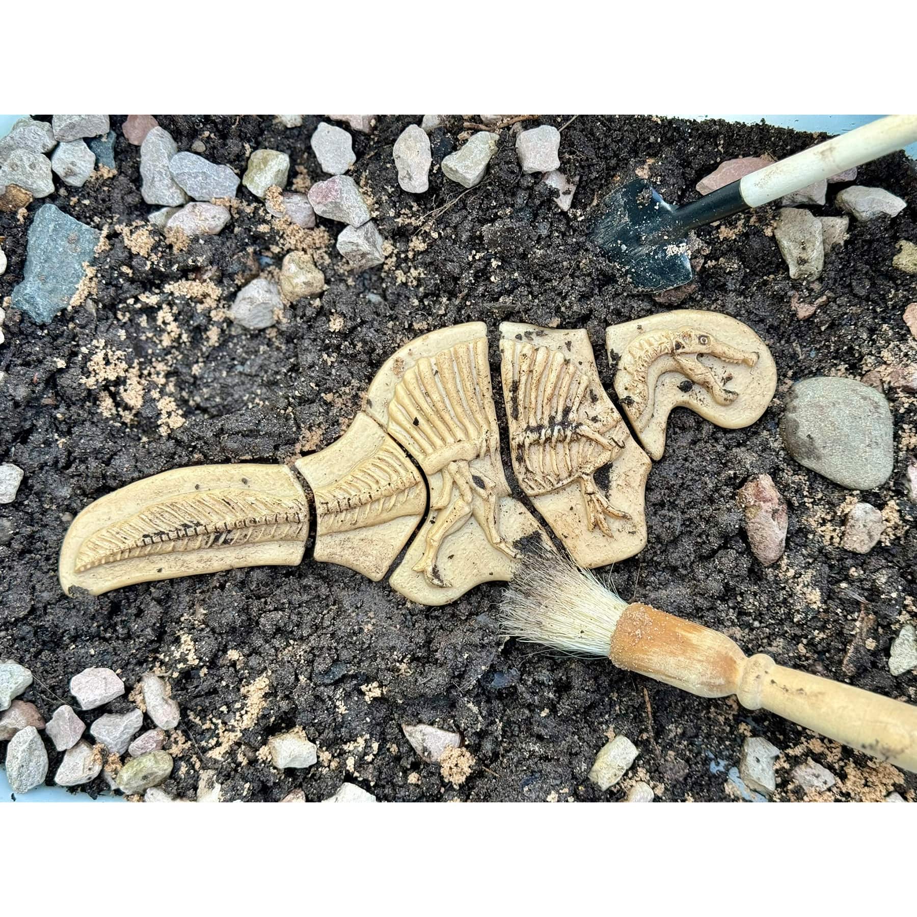 Yellow Door Dig & Discover Triceratops & Spinosaurus Dinosaur Skeletons Set