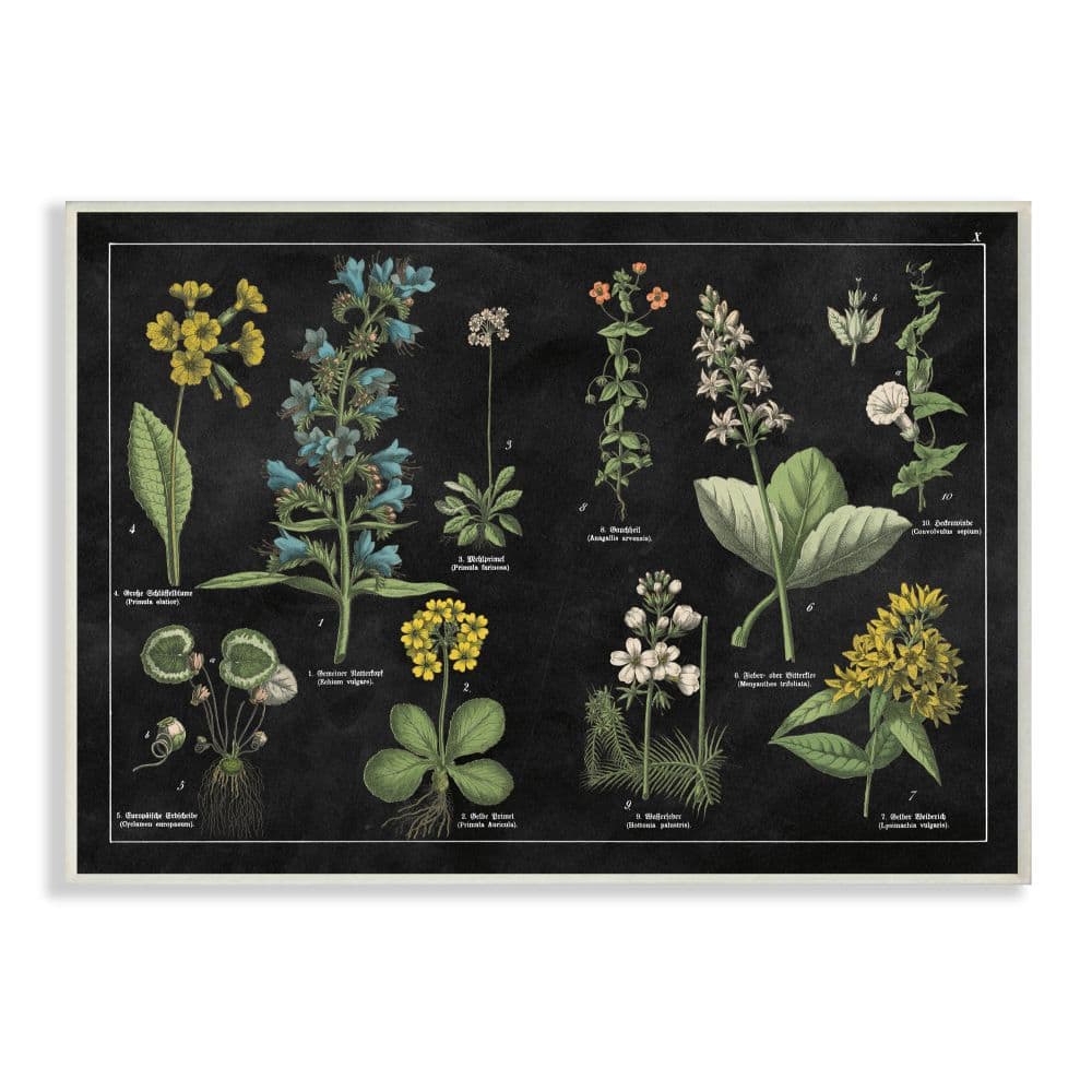 Stupell Industries Antique Wild Flower Chart Scientific Botanical Print Wood Wall Plaque
