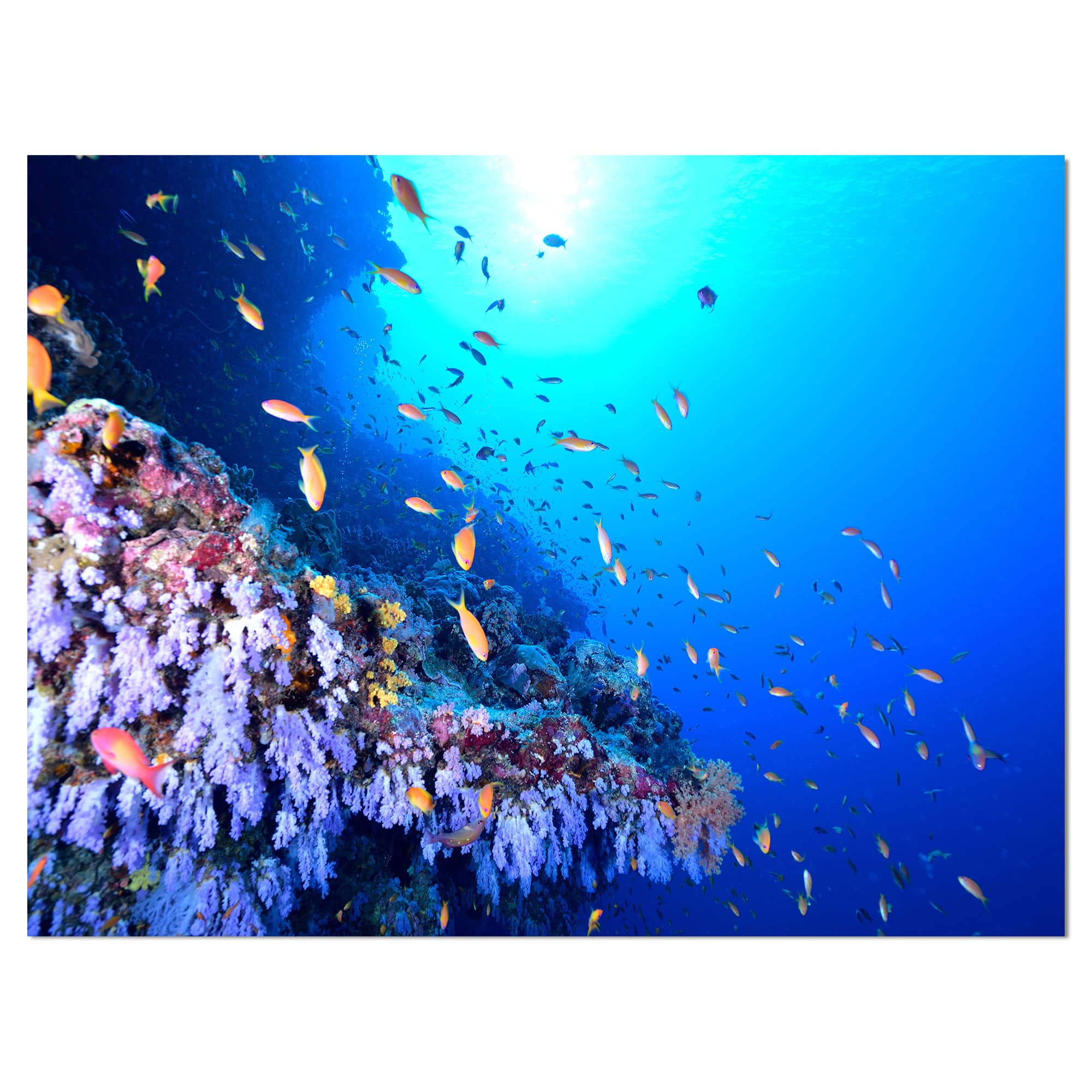 Designart - Coral Reef With Different fish Swimming