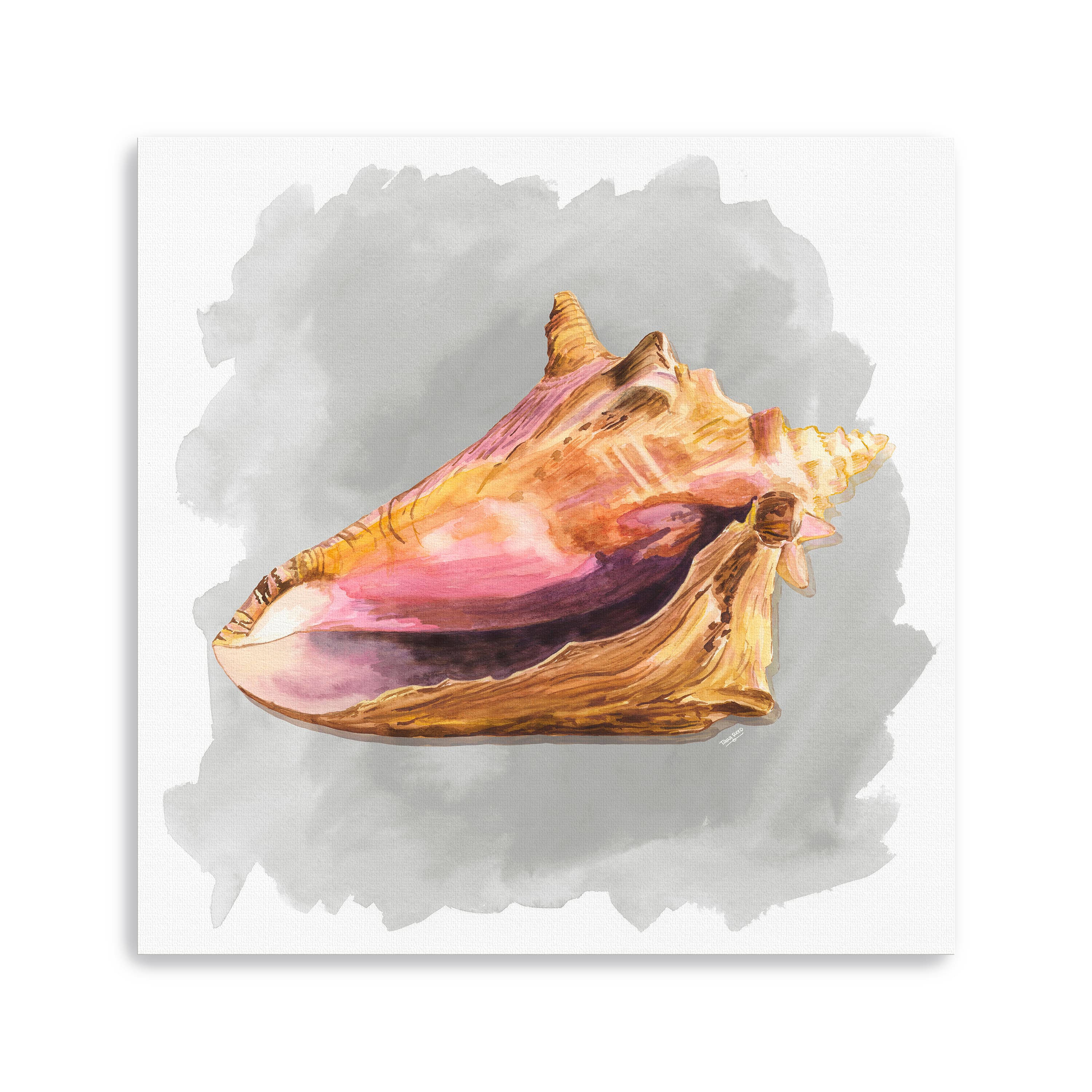 Shells On Grey II Canvas Giclee