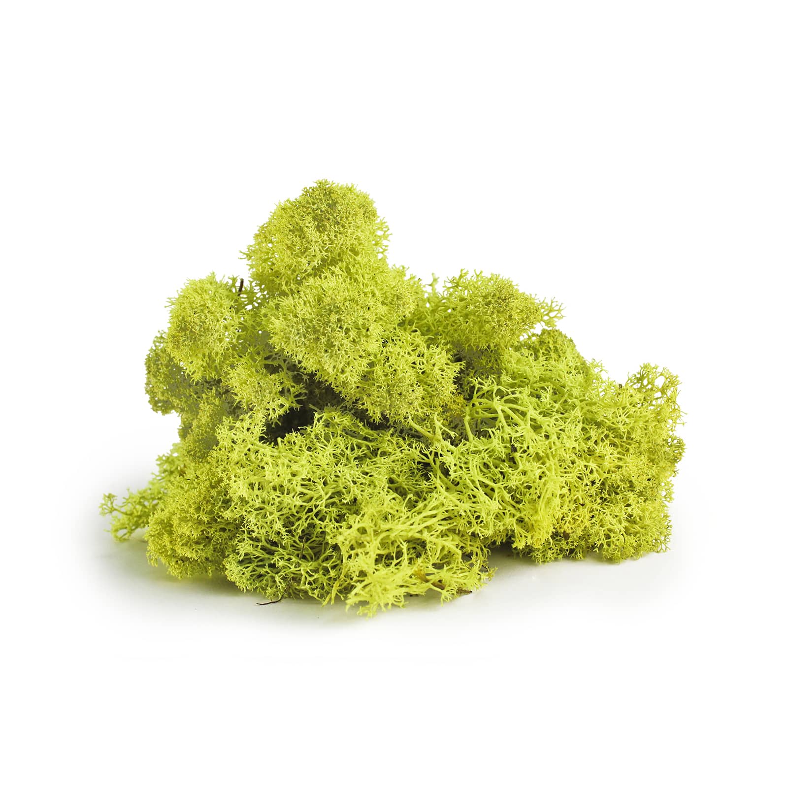 12 Pack: SuperMoss® Preserved Chartreuse Reindeer Moss