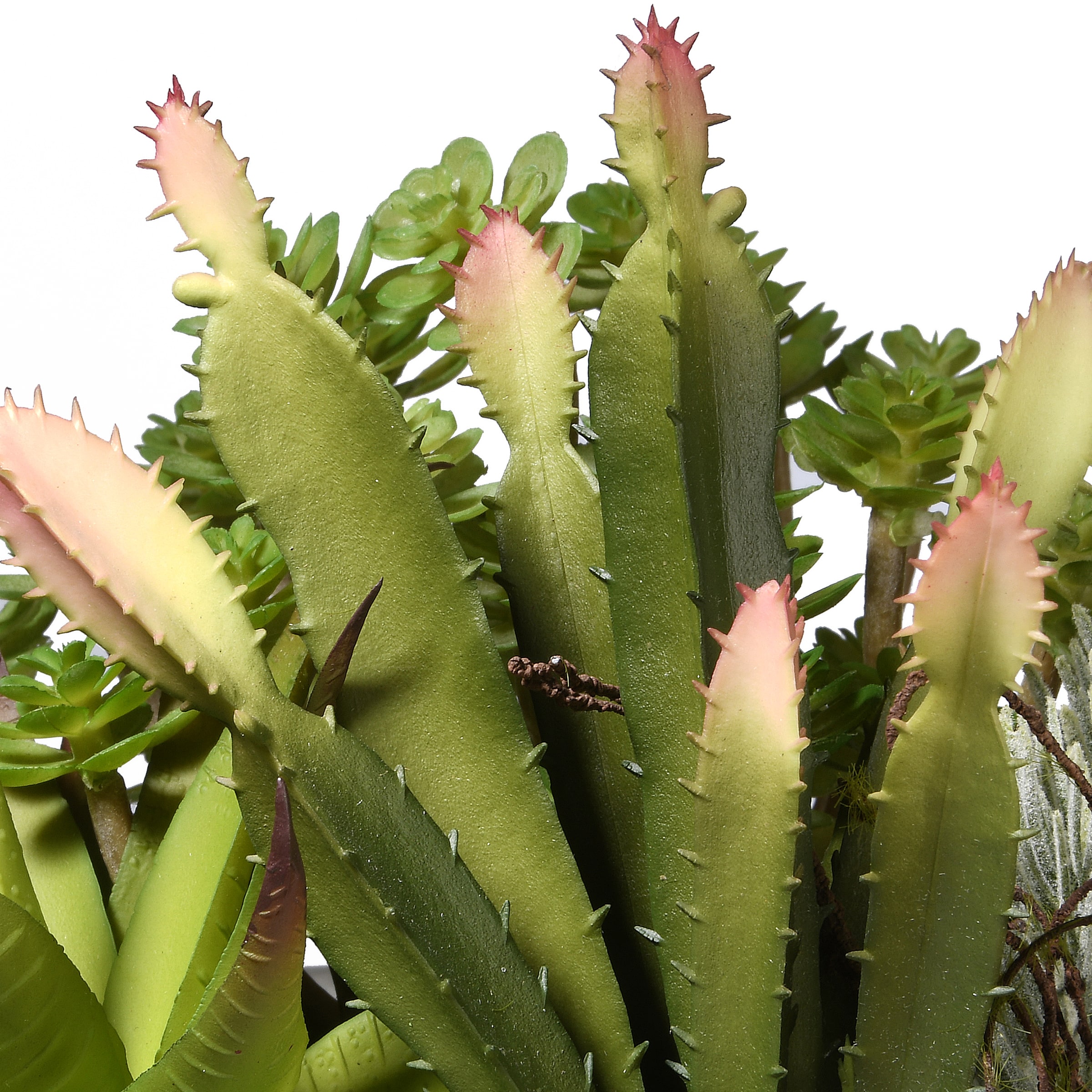7.5" Succulent Plants in White Planter