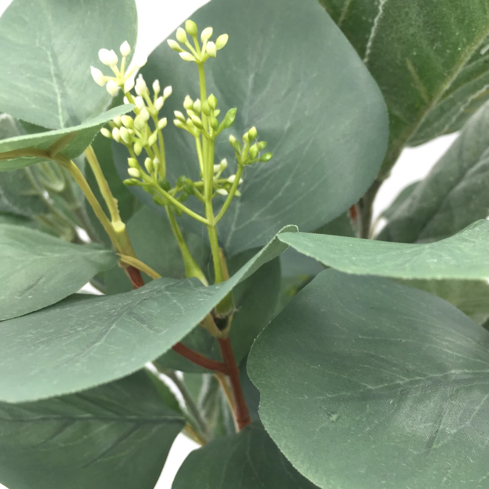 Silver Dollar & Lamb's Ear Bush by Ashland®