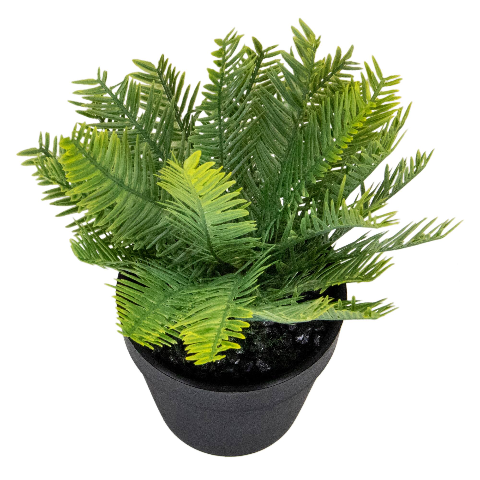 7.5" Green Chinese Yew Plant in Black Pot