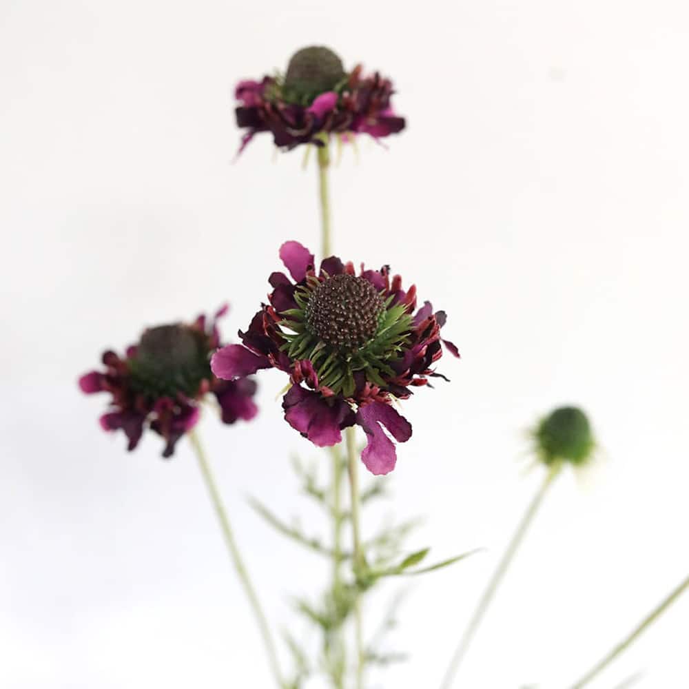 Prestige Botanicals 29" Artificial Violet Scabiosa Wildflower Stem