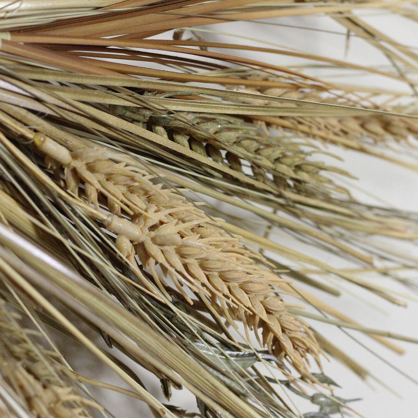 22" Unlit Autumn Harvest Wheat Grass & Grapevine Thanksgiving Fall Wreath