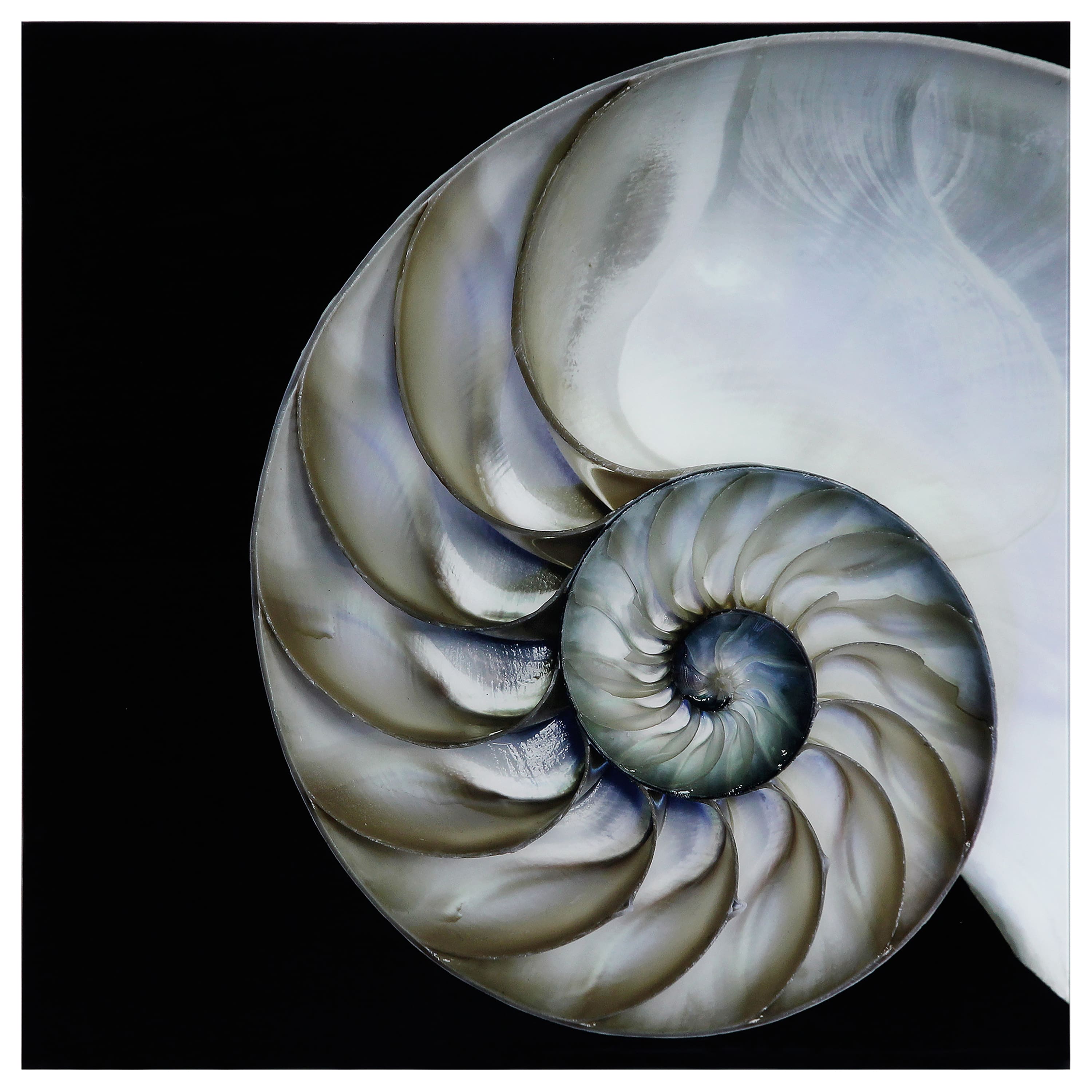 Empire Art Direct 36" x 36" Pearly Nautilus Free Floating Tempered Glass Wall Art