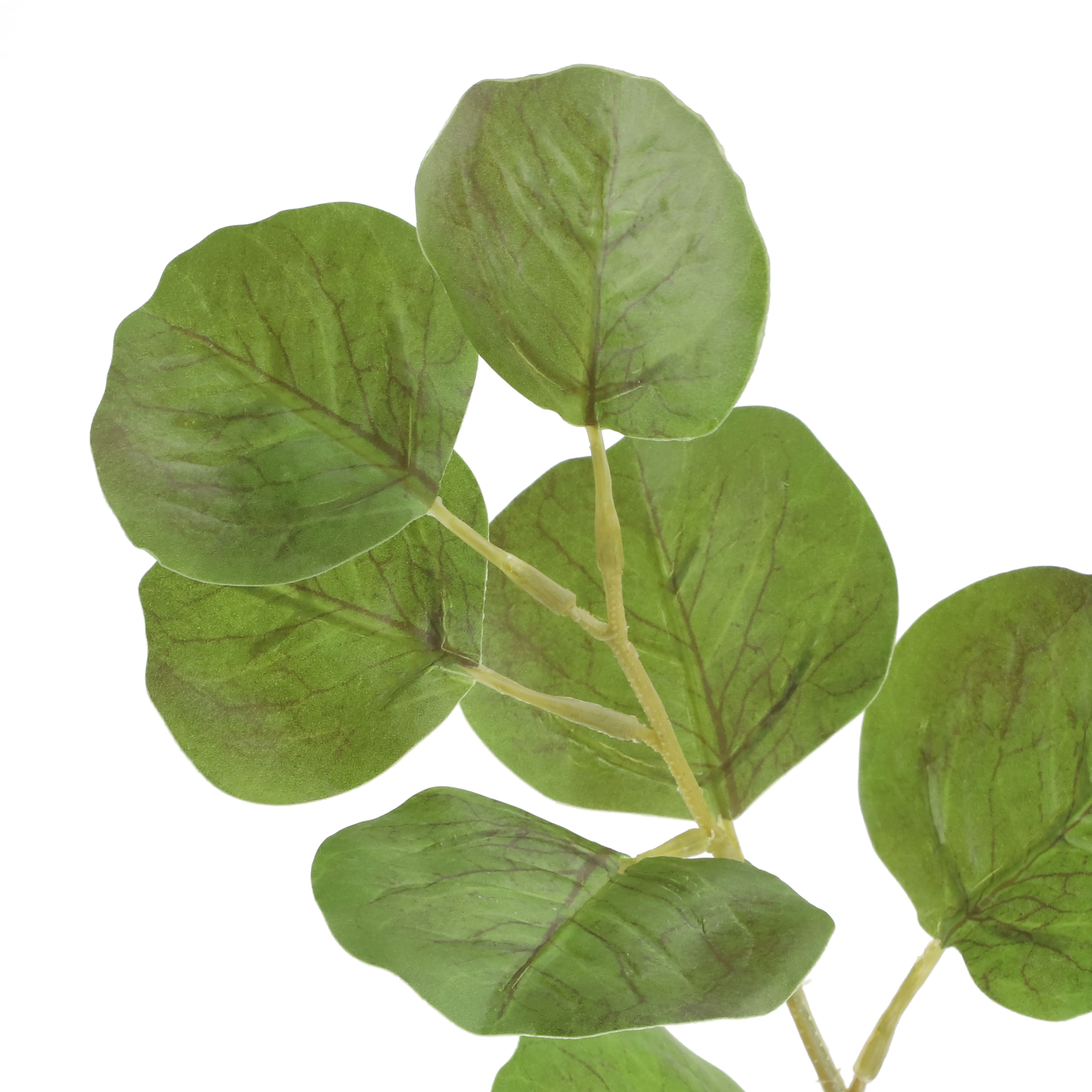 36" Oval Eucalyptus Real Touch Stem by Ashland®