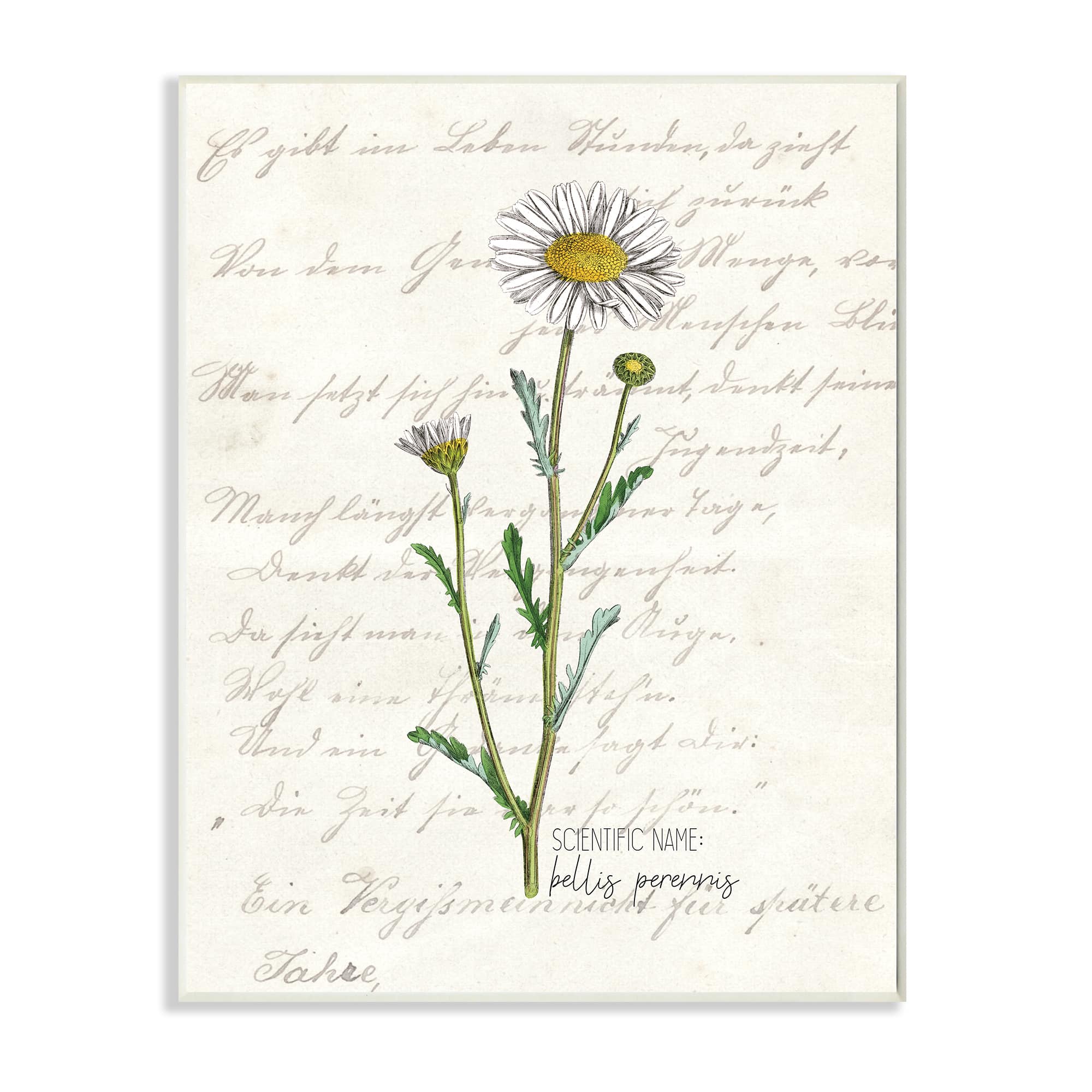 Stupell Industries Vintage Daisy Illustration Wall Plaque