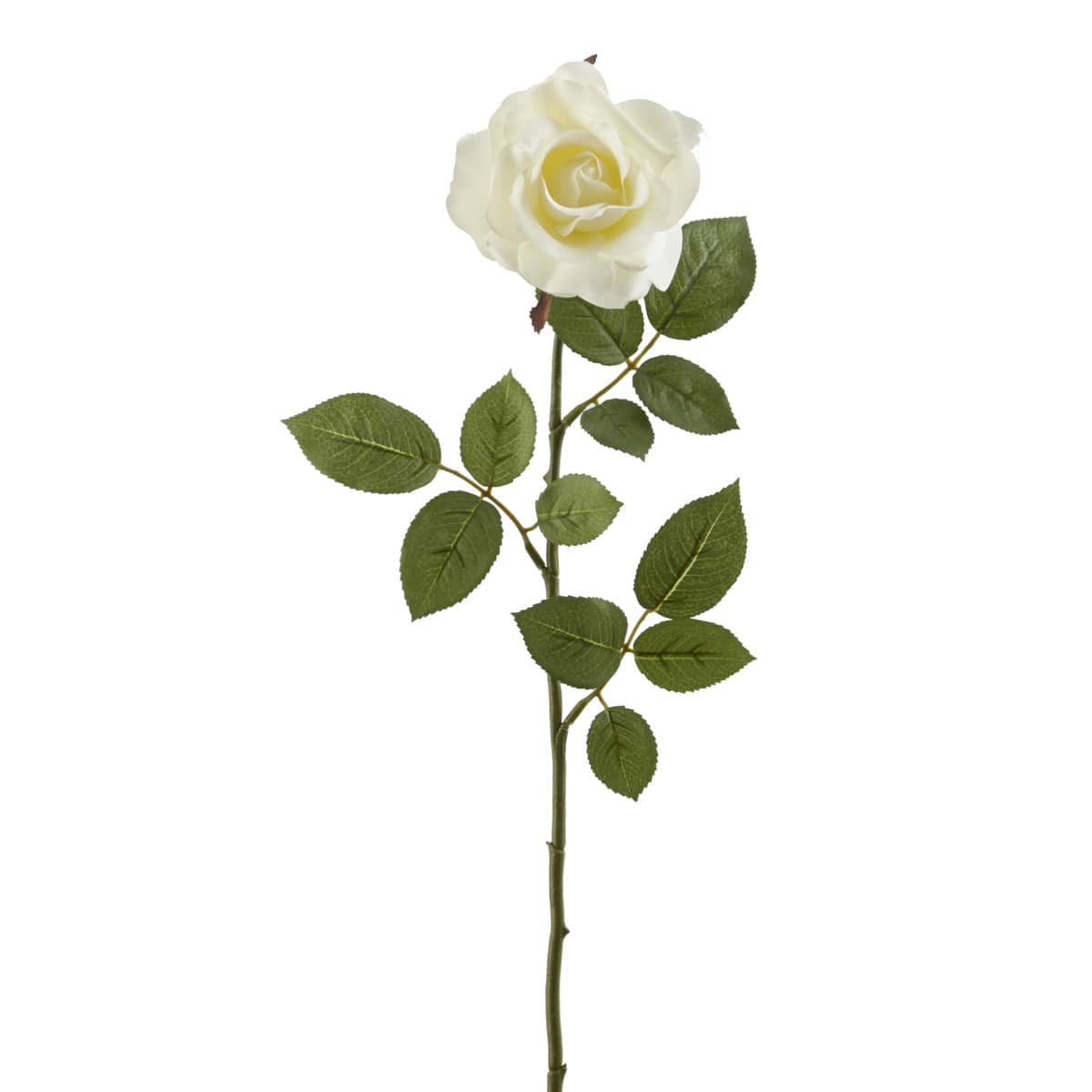 Princess Rose by Ashland