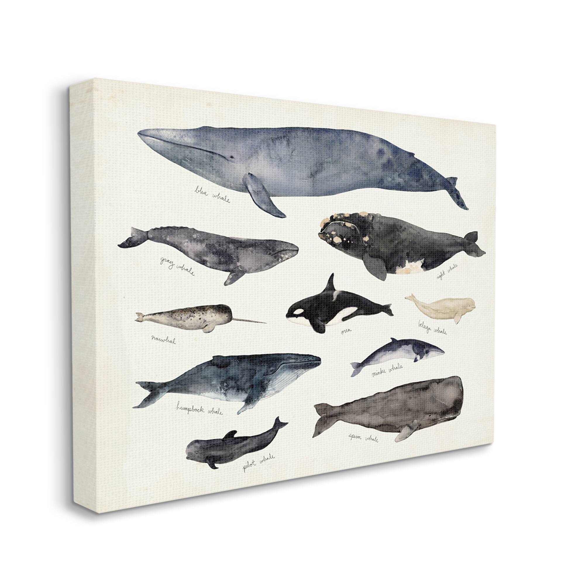 Stupell Industries Vintage Nautical Chart of Whales Ocean Life  Canvas Wall Art