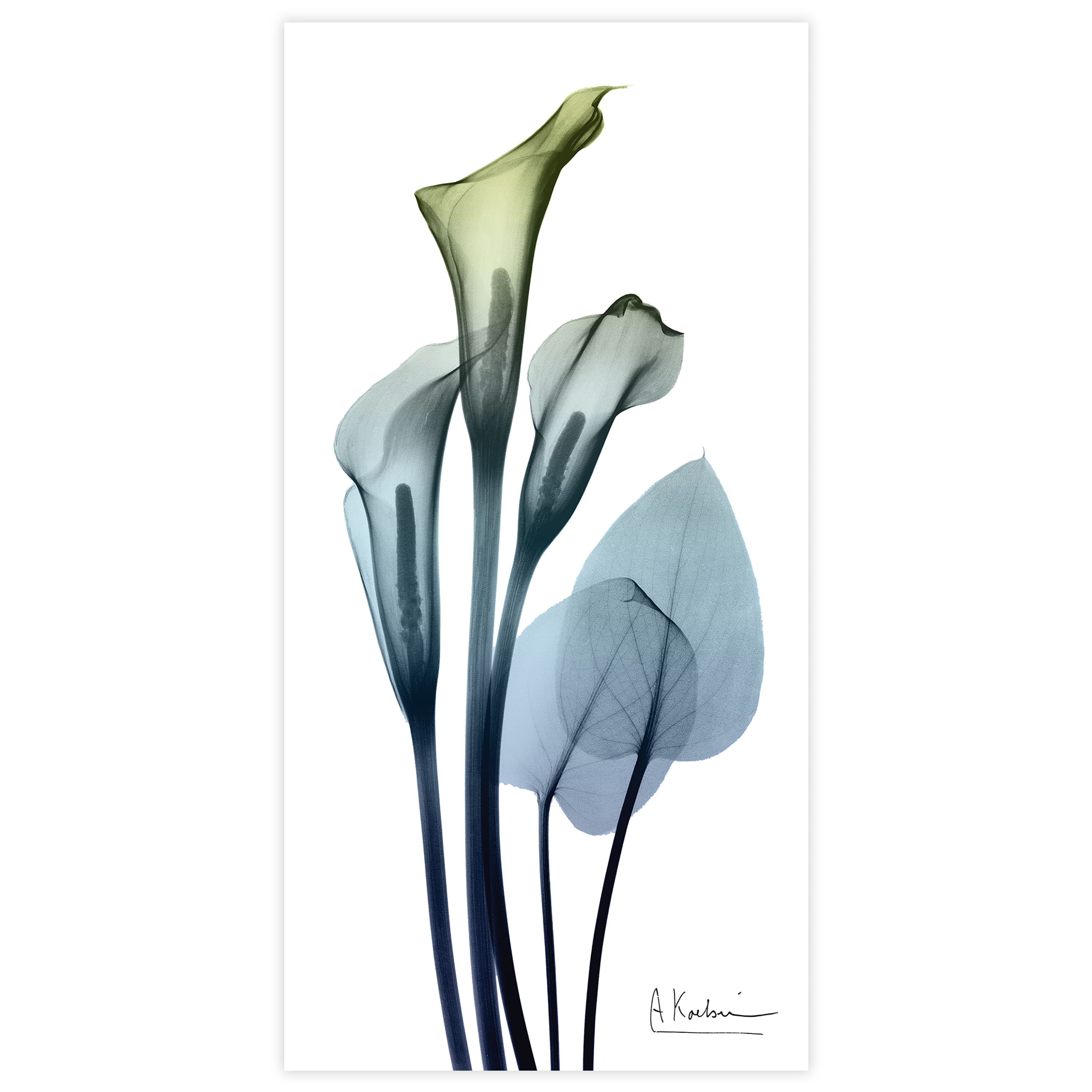 Empire Art Direct 24" x 48" Calla Lily Free Floating Tempered Glass Wall Art