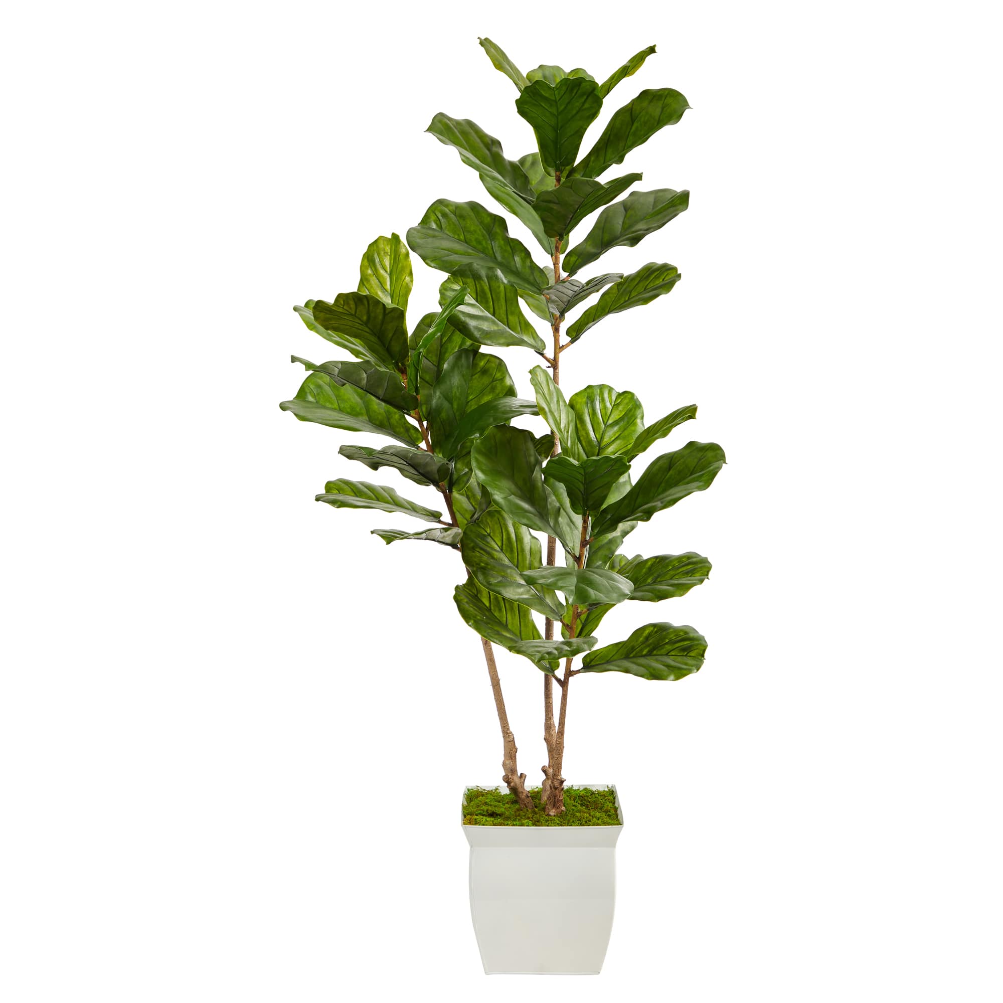 5.5ft. UV Resistant Fiddle Leaf Tree in White Metal Planter