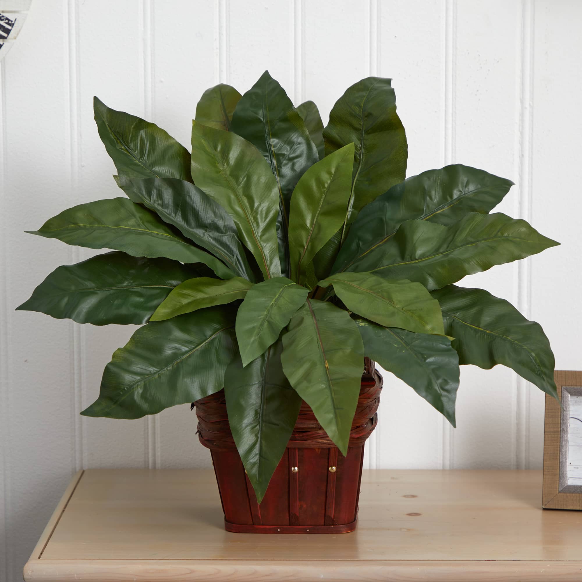 22" Birds Nest Fern with Wicker Basket