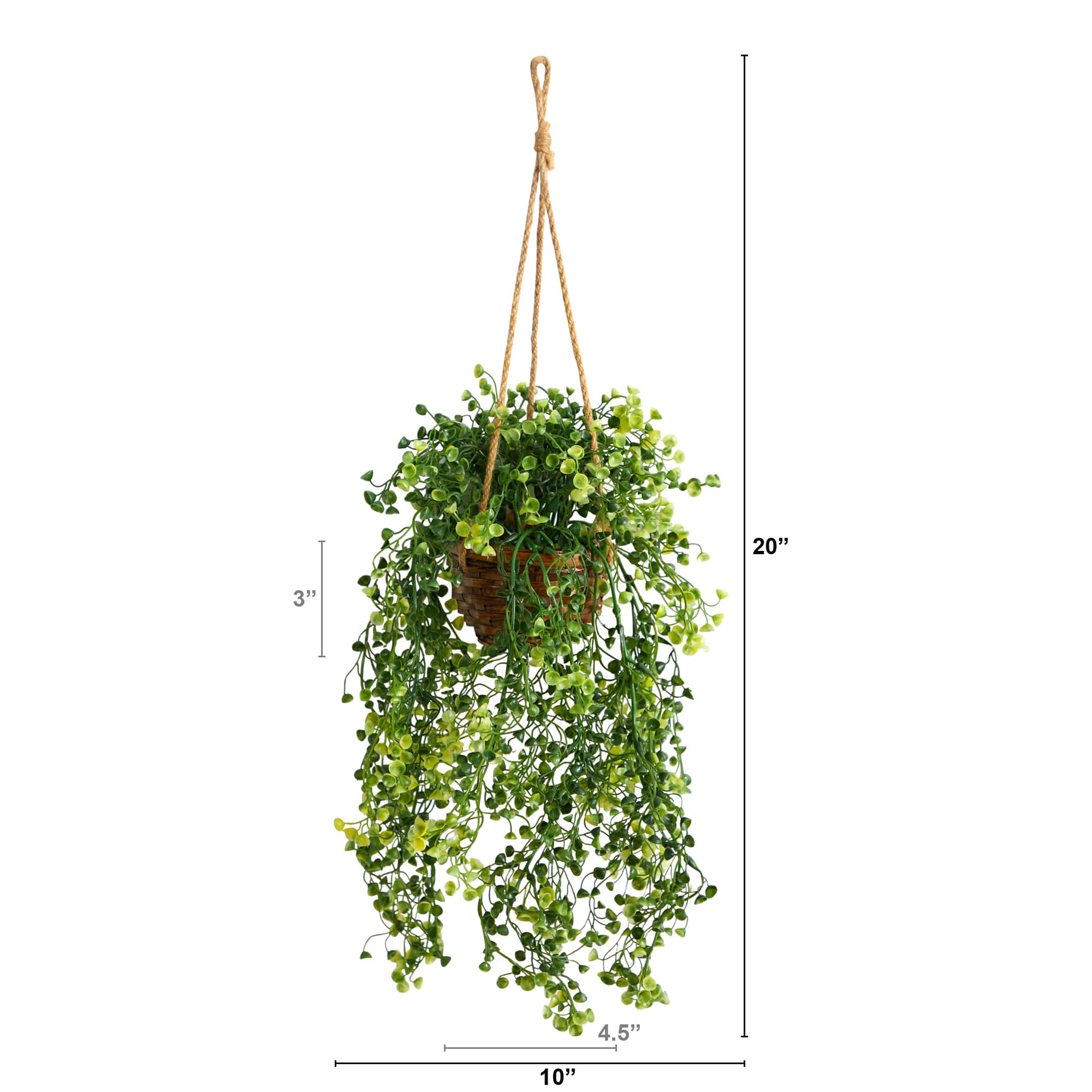 20" Baby's Tear Plant in Hanging Basket
