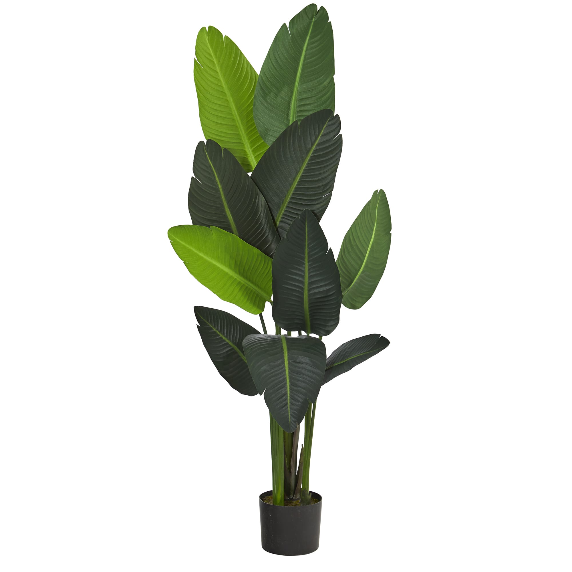 4.8ft. Potted Traveler's Palm Tree