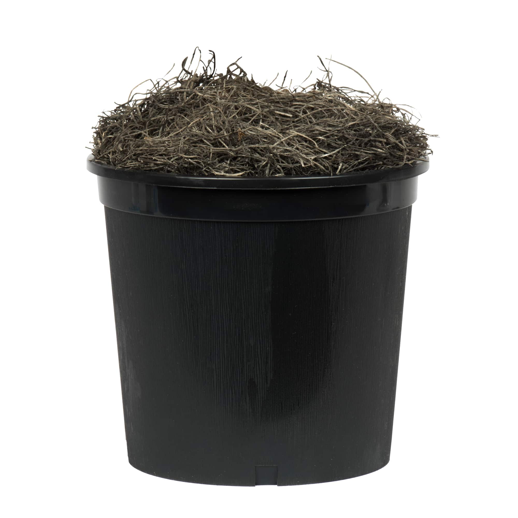 4ft. Potted Lush Green Ficus Bush