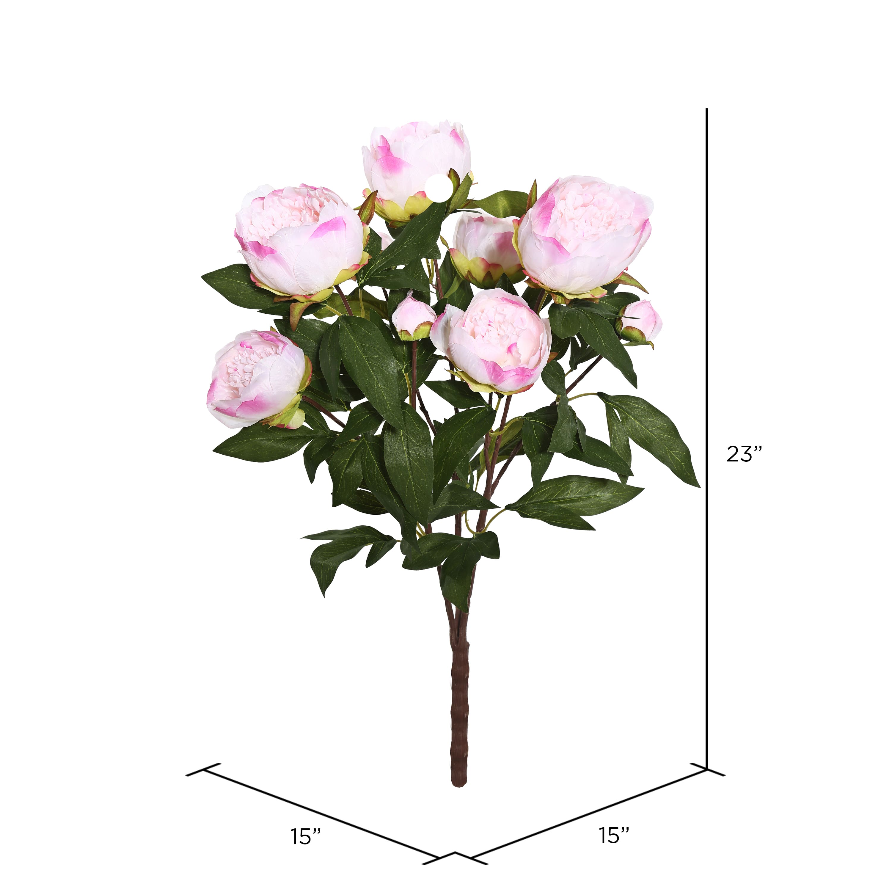 Cream & Pink Peony Bush