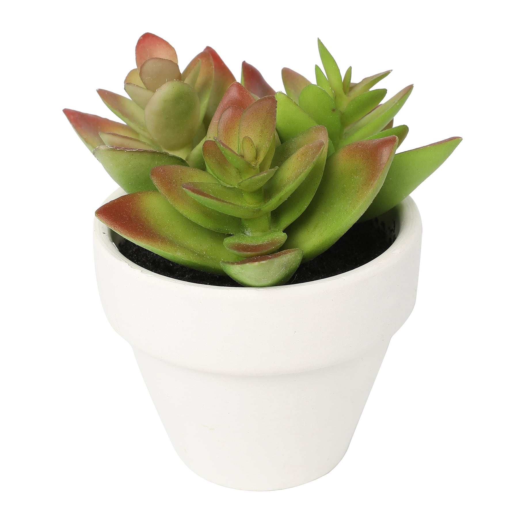 Lime Green Micro Succulent by Ashland®