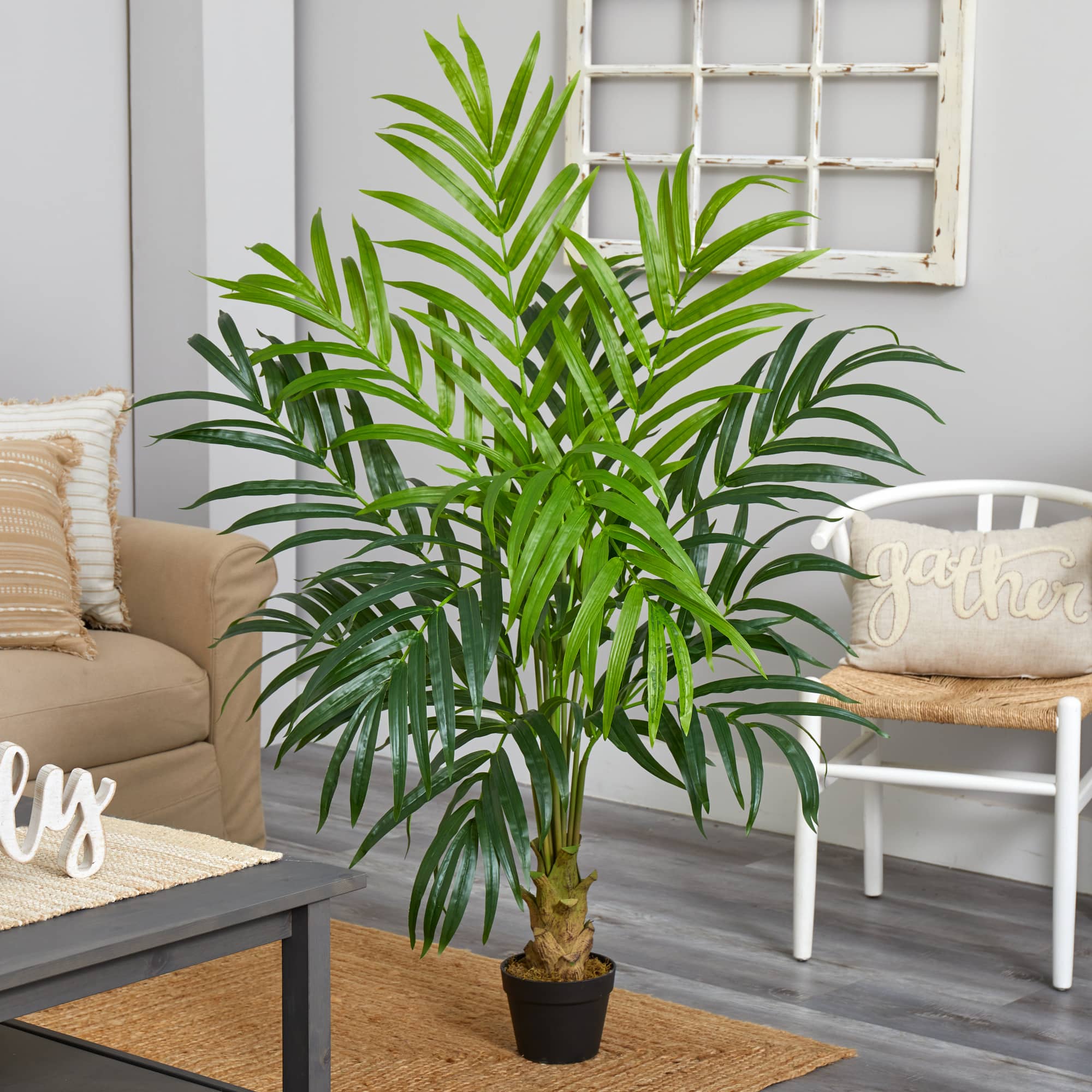 5ft. Potted Kentia Palm Tree