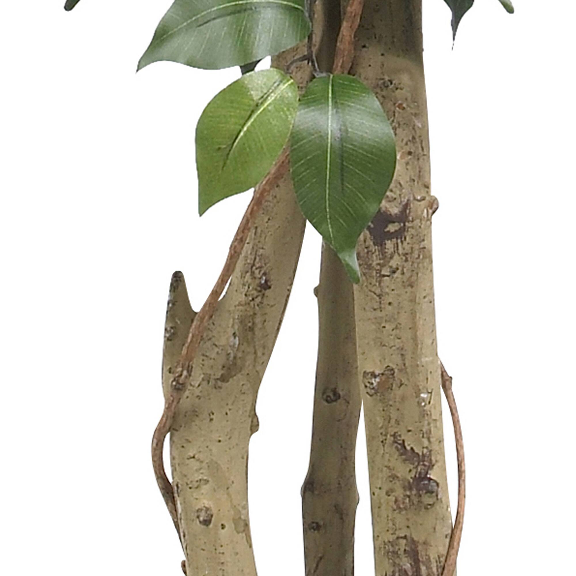 4ft. Potted Ficus Tree