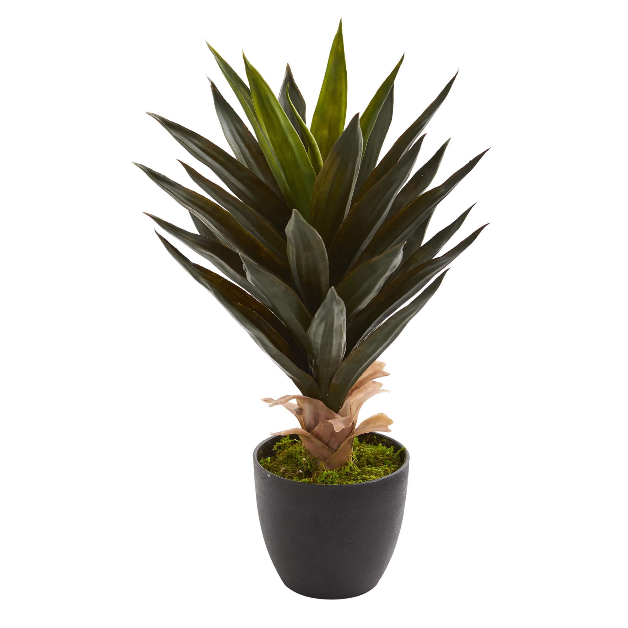 20" Potted Agave Plant, 2ct.