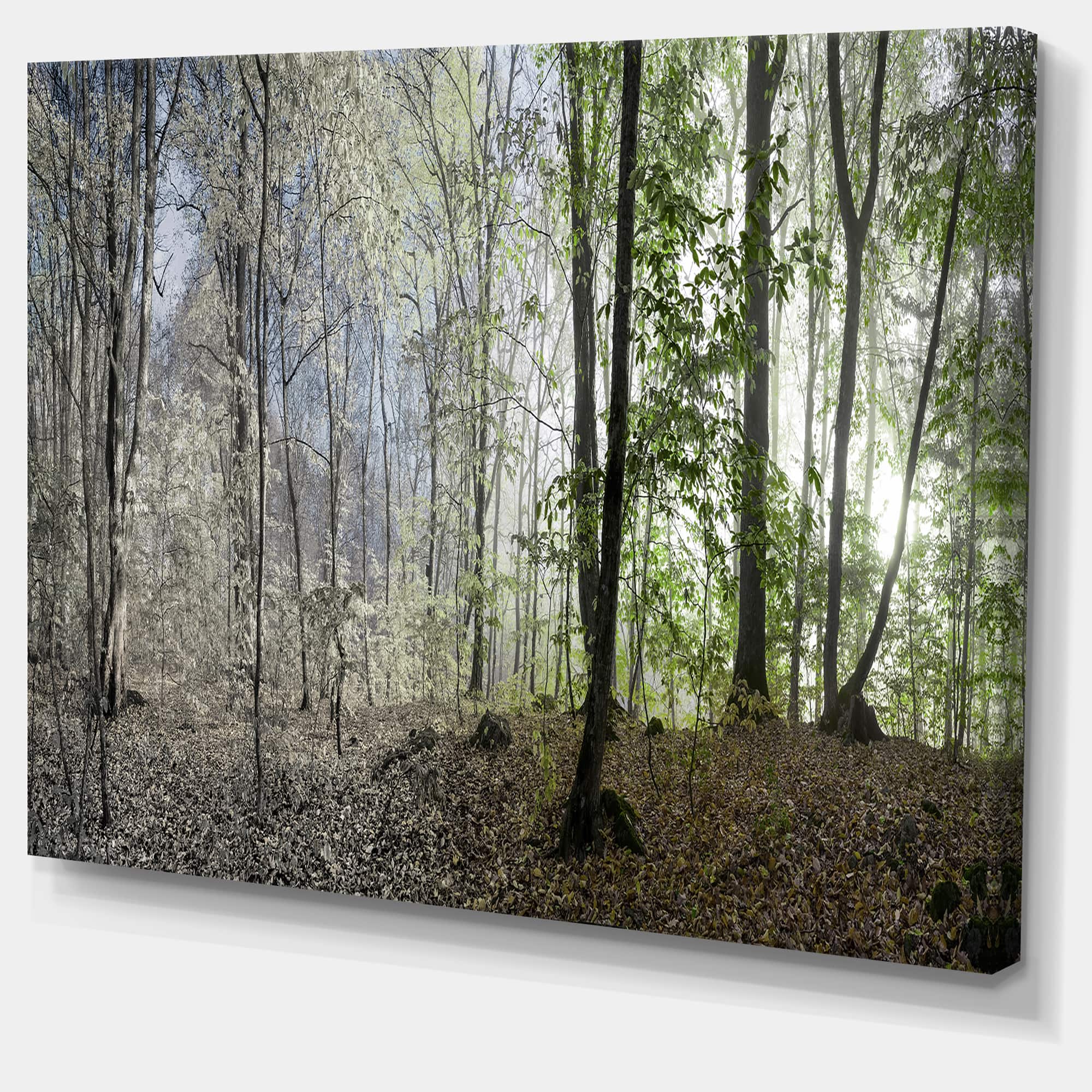 Designart - Green Morning in Forest Panorama - Landscape Canvas Art Print