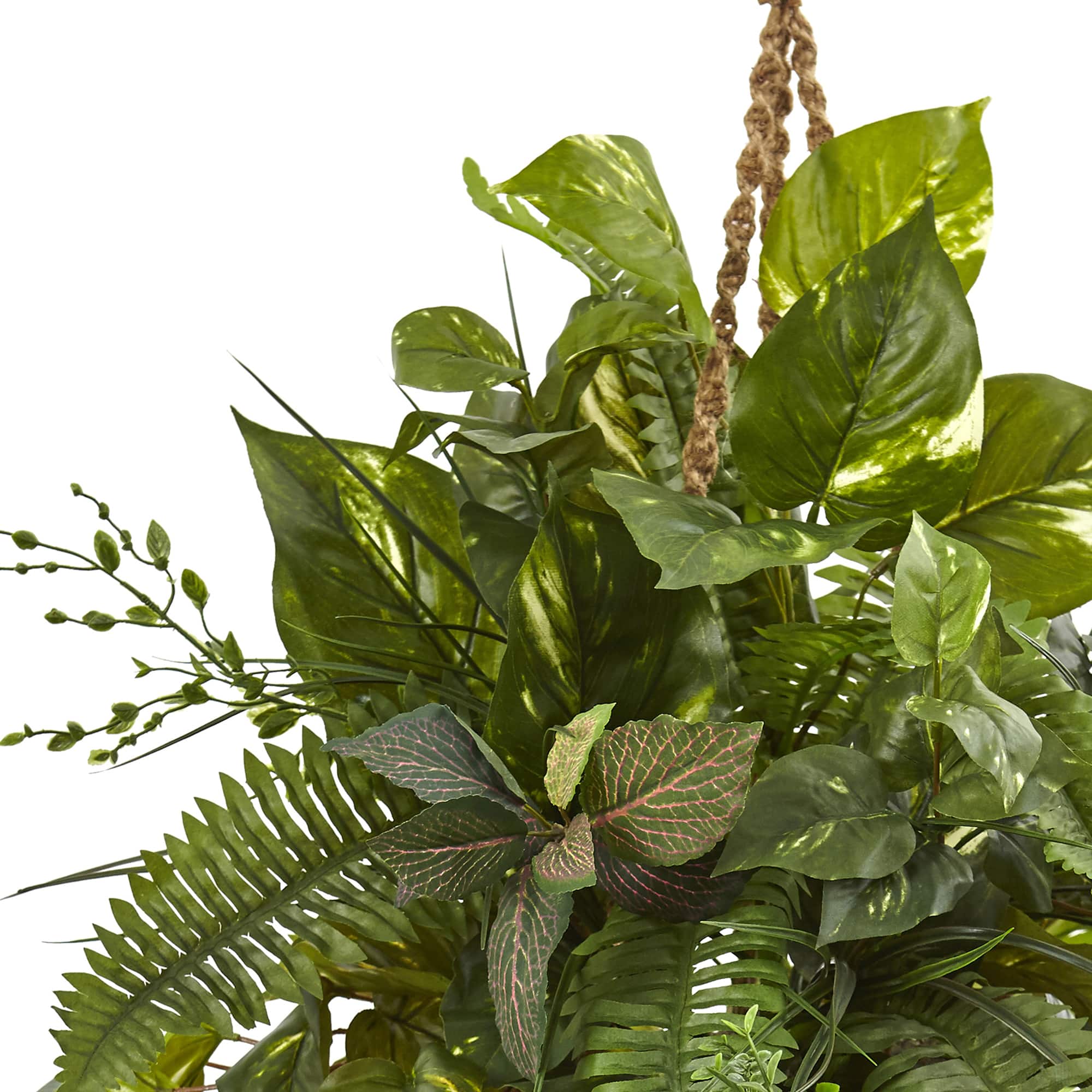 3.5ft Pothos and Boston Fern Hanging Basket