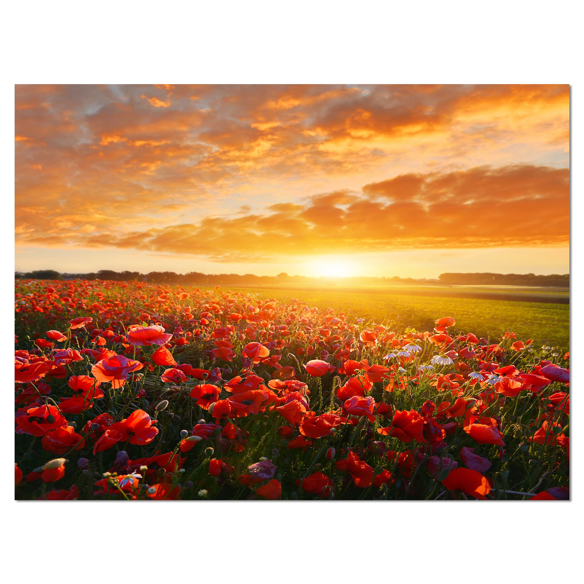 Designart - Beautiful Poppy Field at Sunset