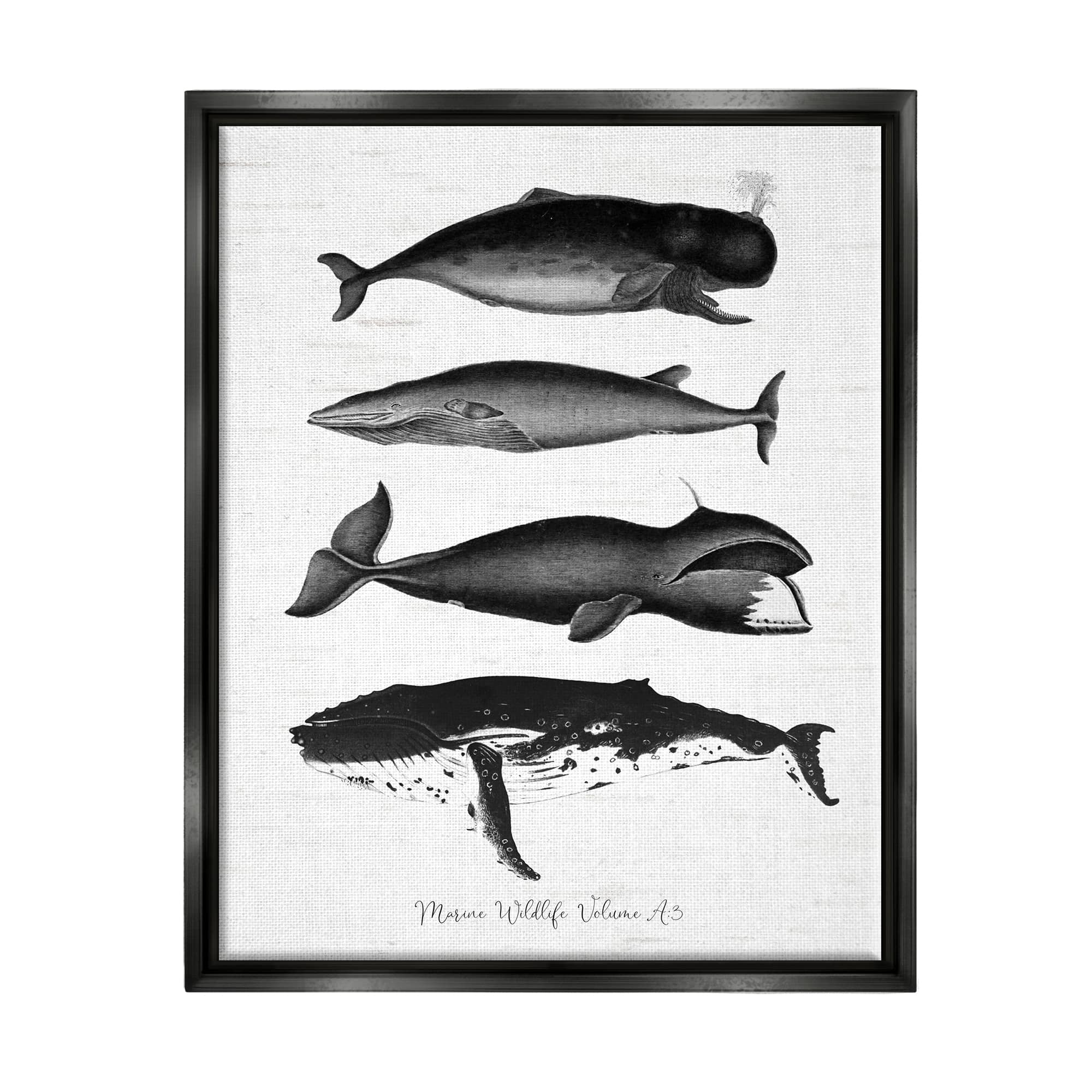 Stupell Industries Marine Wildlife Whales Drawings Diagram Framed Floater Canvas Wall Art