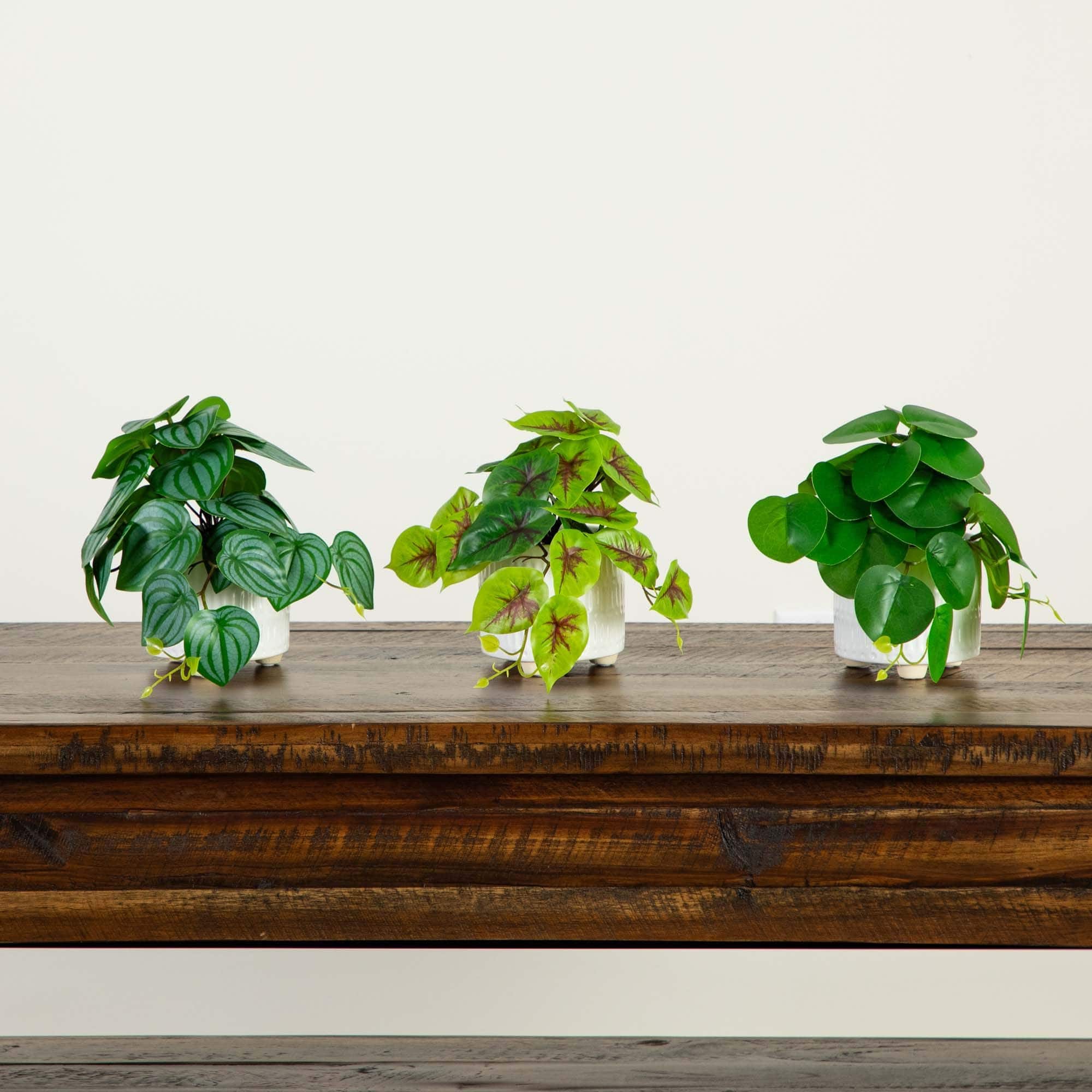 8" Mixed Greenery in Ceramic Planters Set