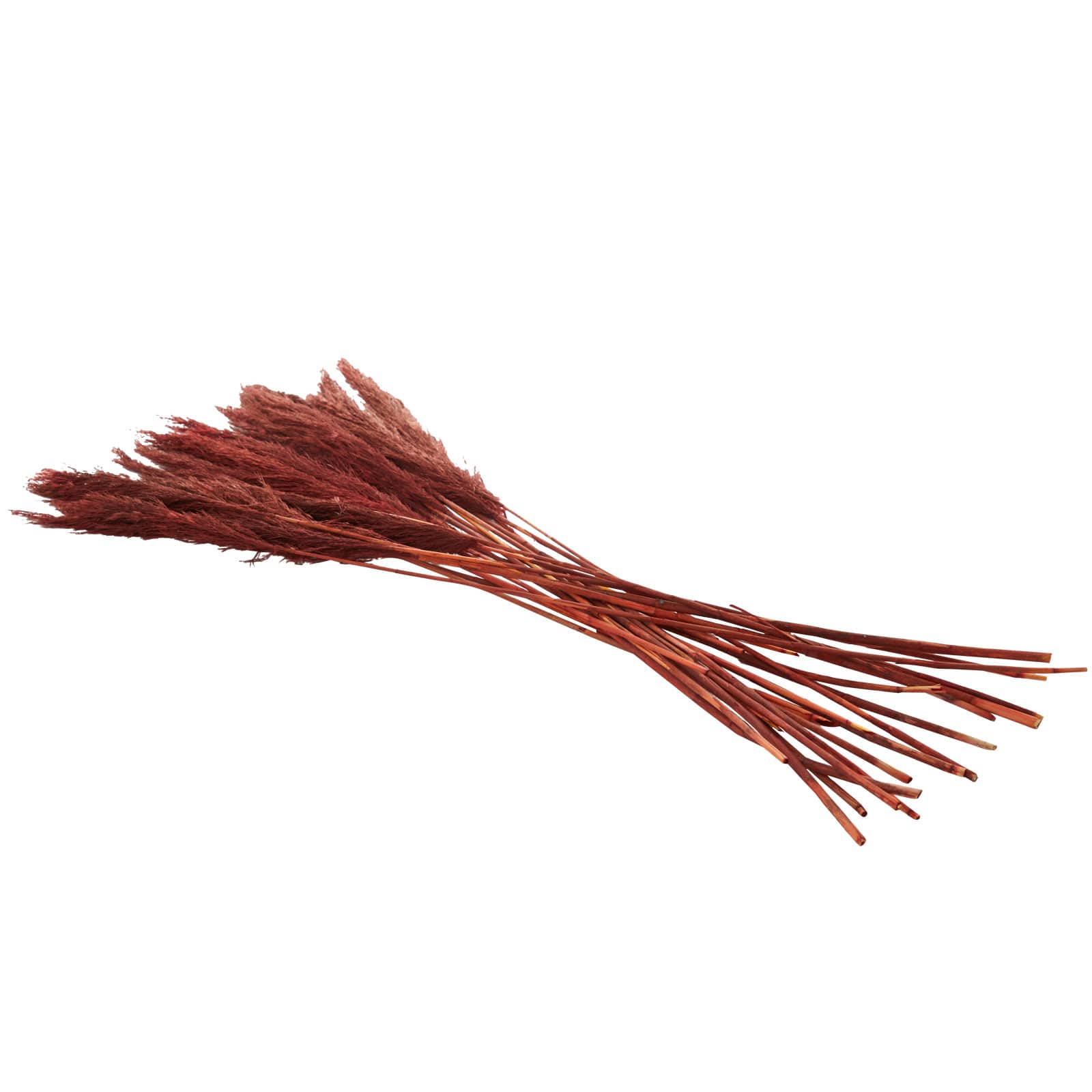 Dried Plant Bamboo Natural Foliage with Long Stems