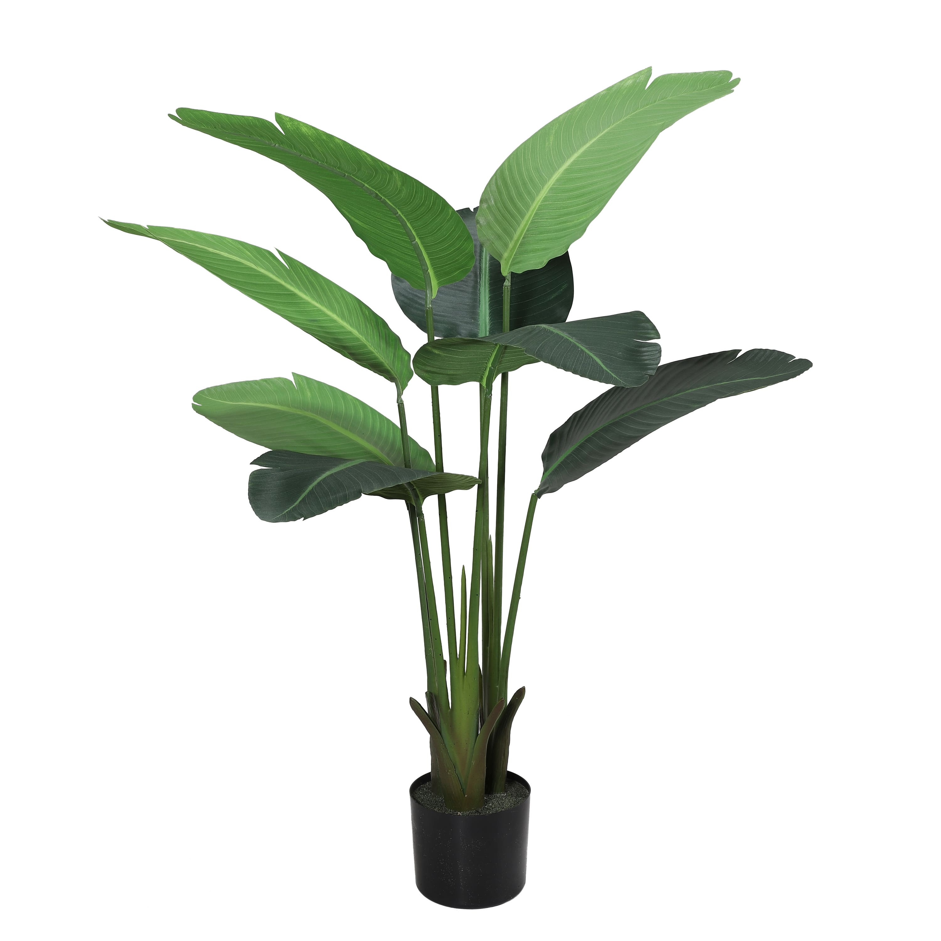 6 Pack: 4ft. Travelers Palm in Black Planter