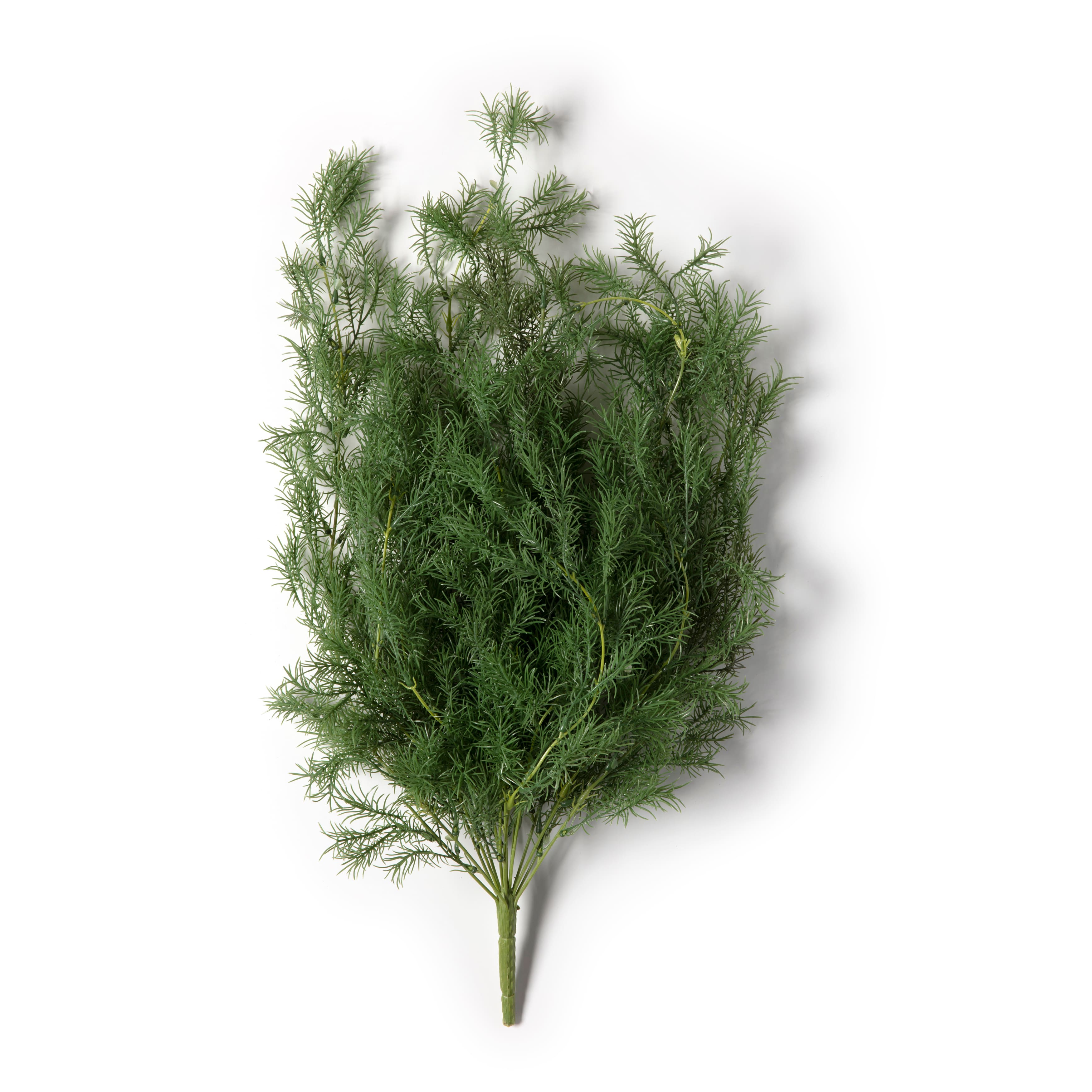 12 Pack: Green Springeri Fern Bush by Ashland®