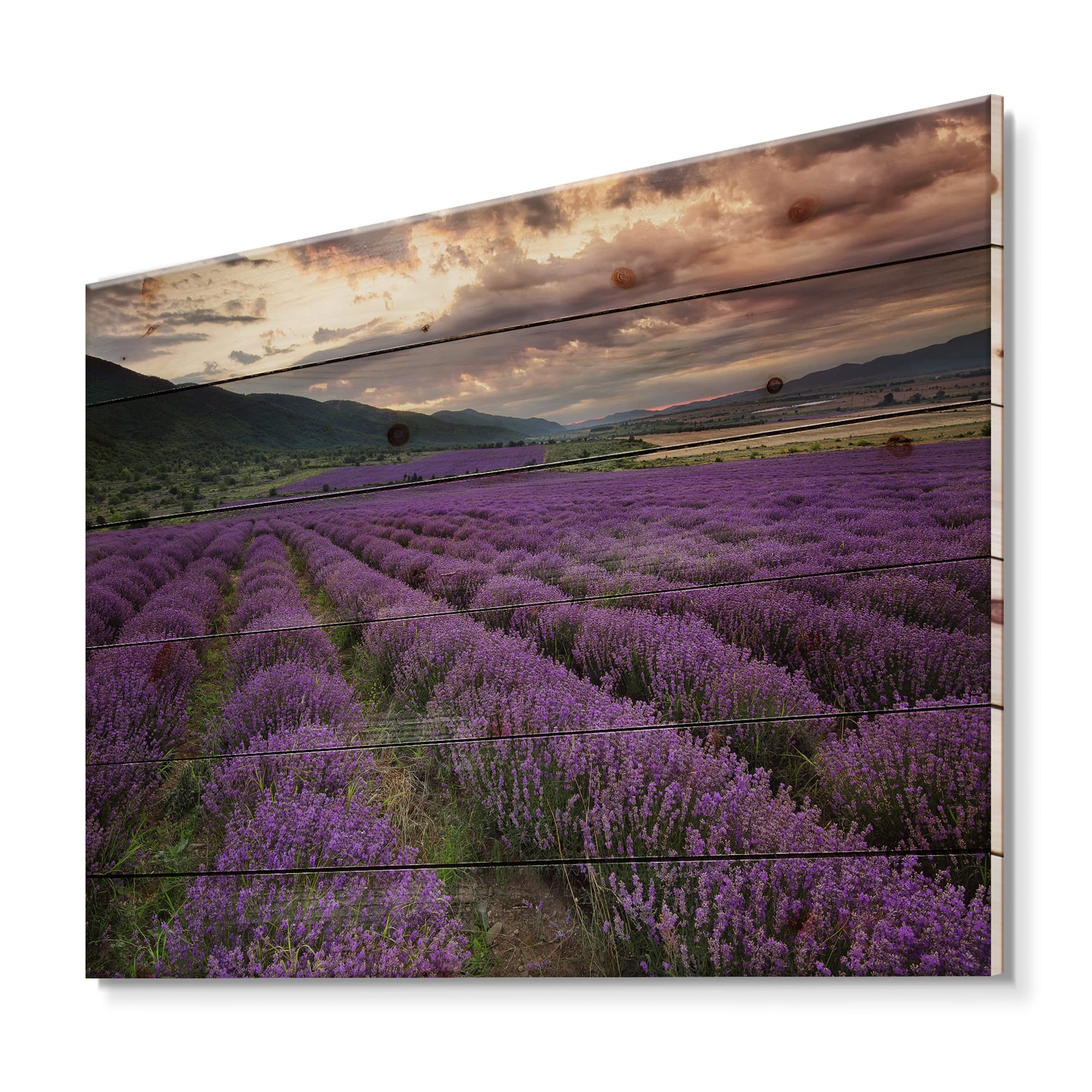 Designart - Lavender Field At Dawn I - Farmhouse Print on Natural Pine Wood