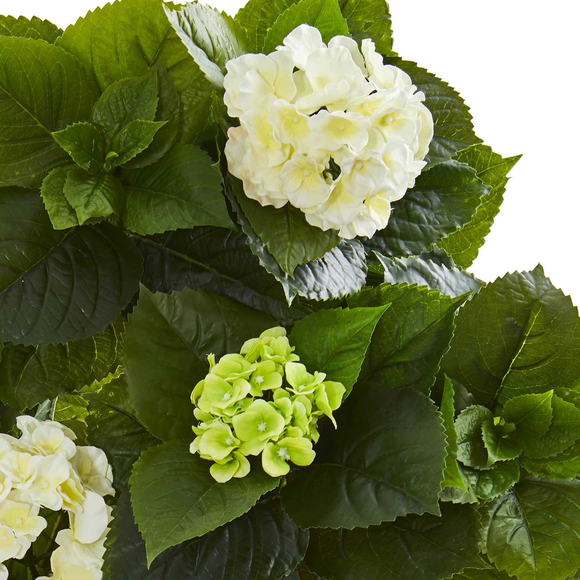 2.5ft. Potted White & Green Hydrangea Plant