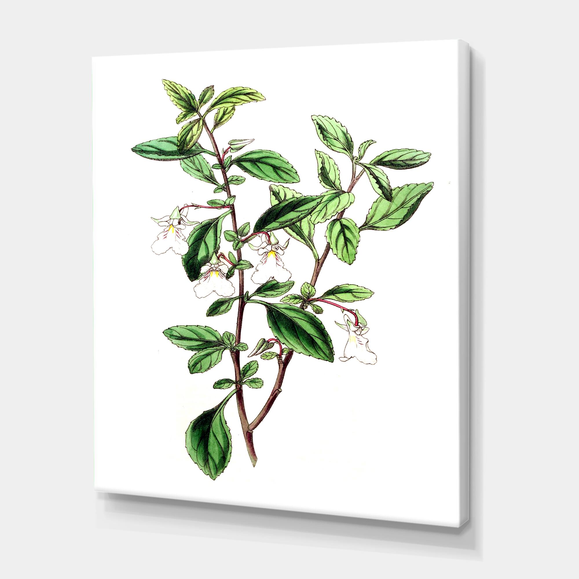 Designart - Vintage Green Leaves Plants VII - Traditional Canvas Wall Art Print