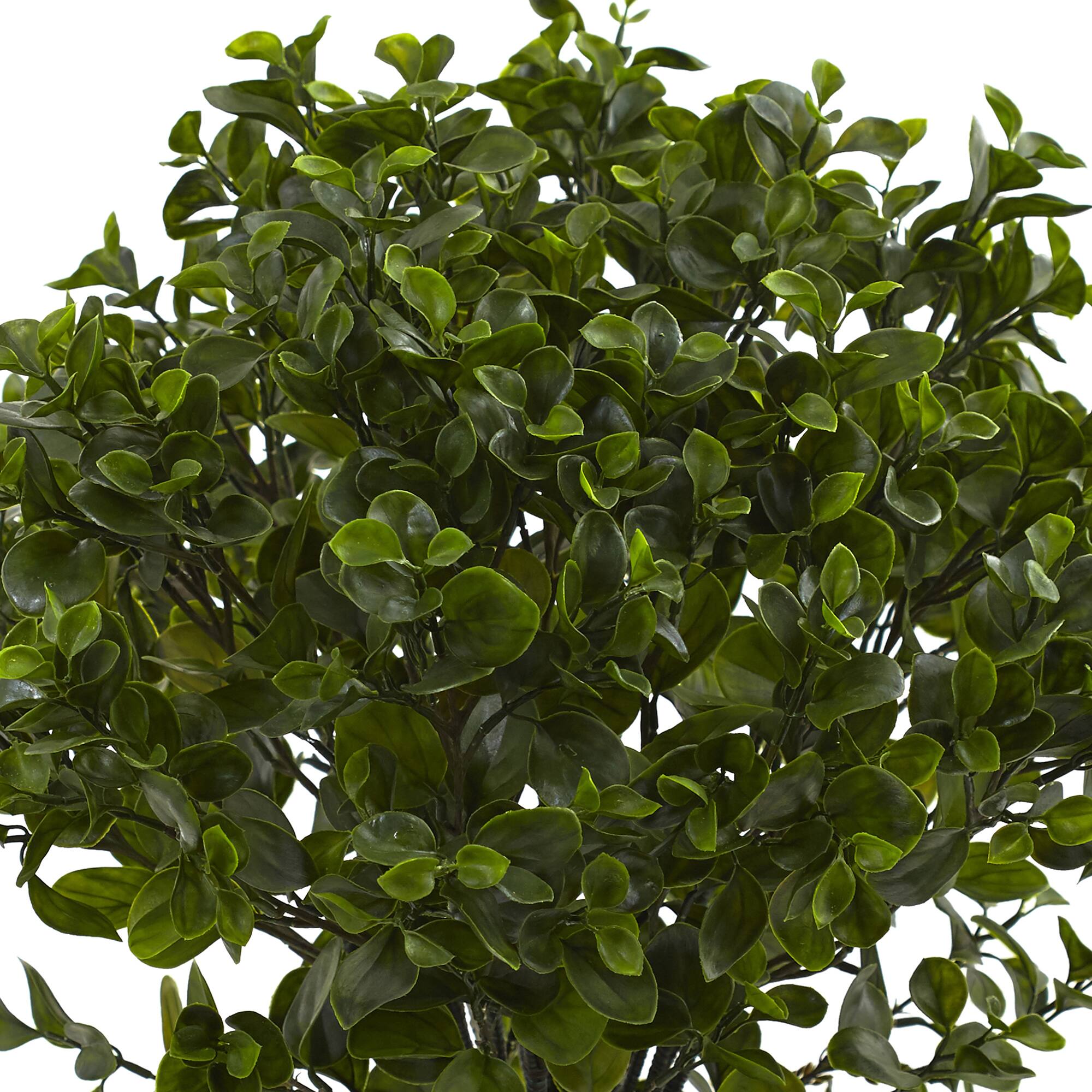 2.5ft. Potted Peperomia Plant