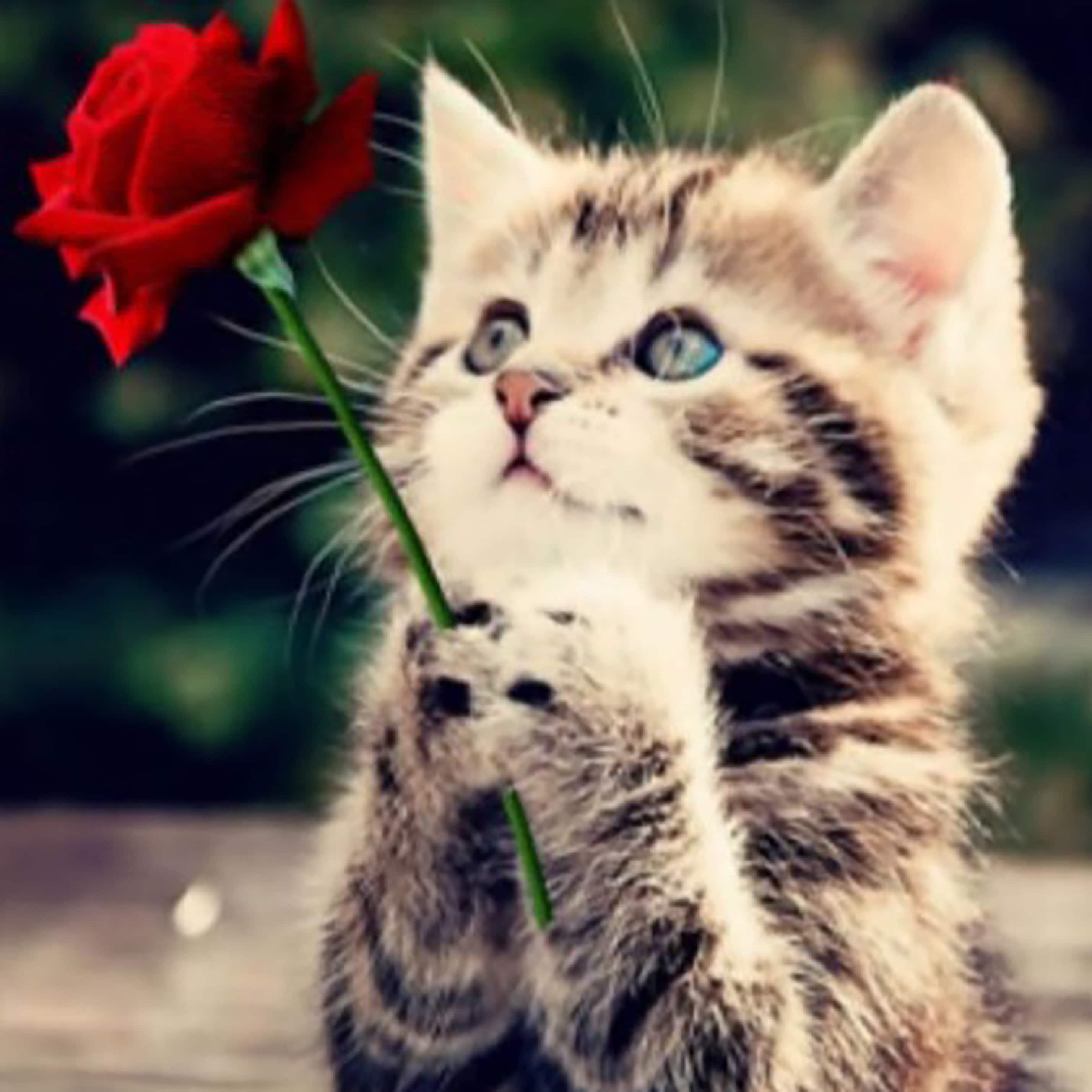 Sparkly Selections Beginner Kitten with a Rose Diamond Painting Kit