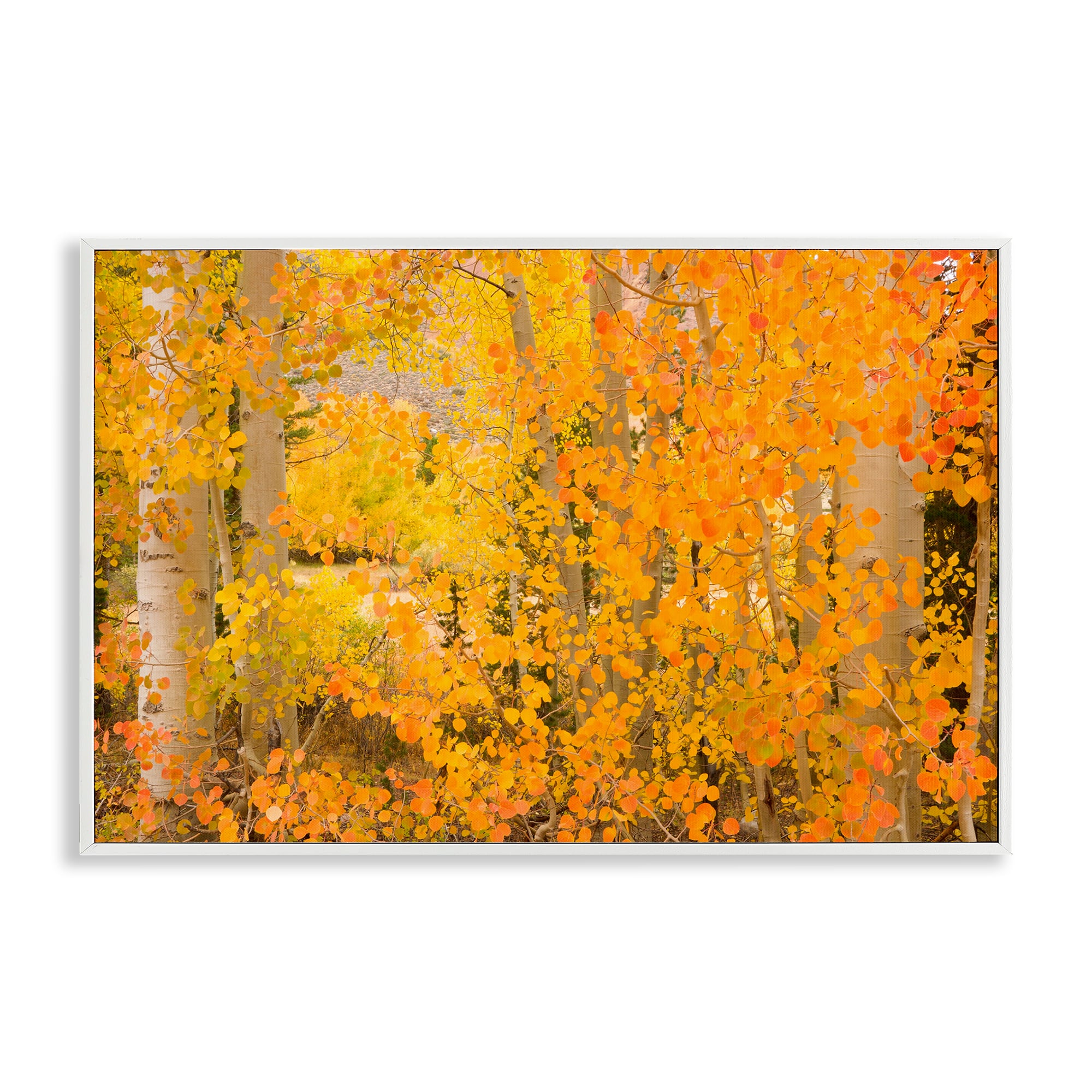 Stupell Industries Dense Birch Foliage Framed Giclee Art