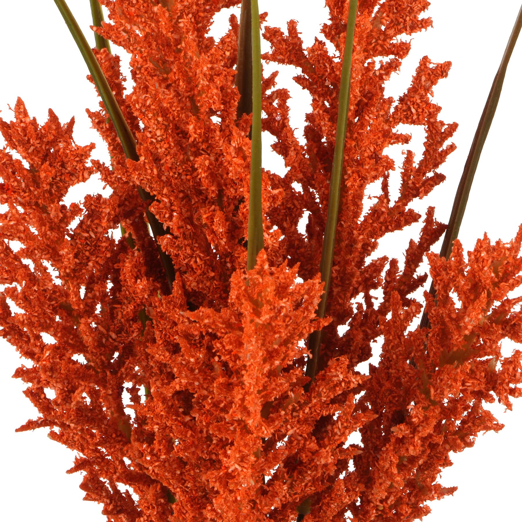 12" Foxtail Mini Bundle by Ashland