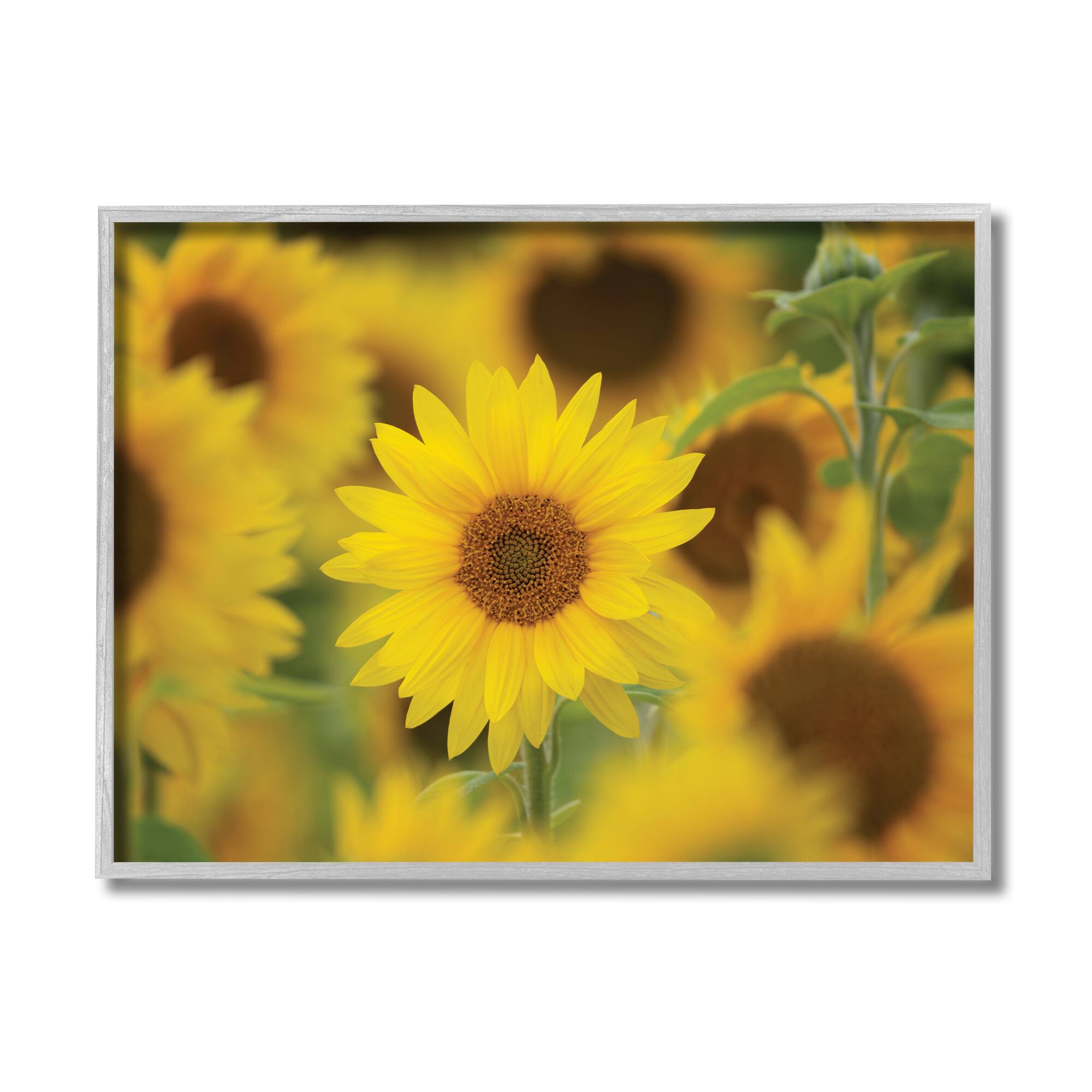 Stupell Industries Yellow Sunflower Nursery Field Directed Focus in Frame Wall Art